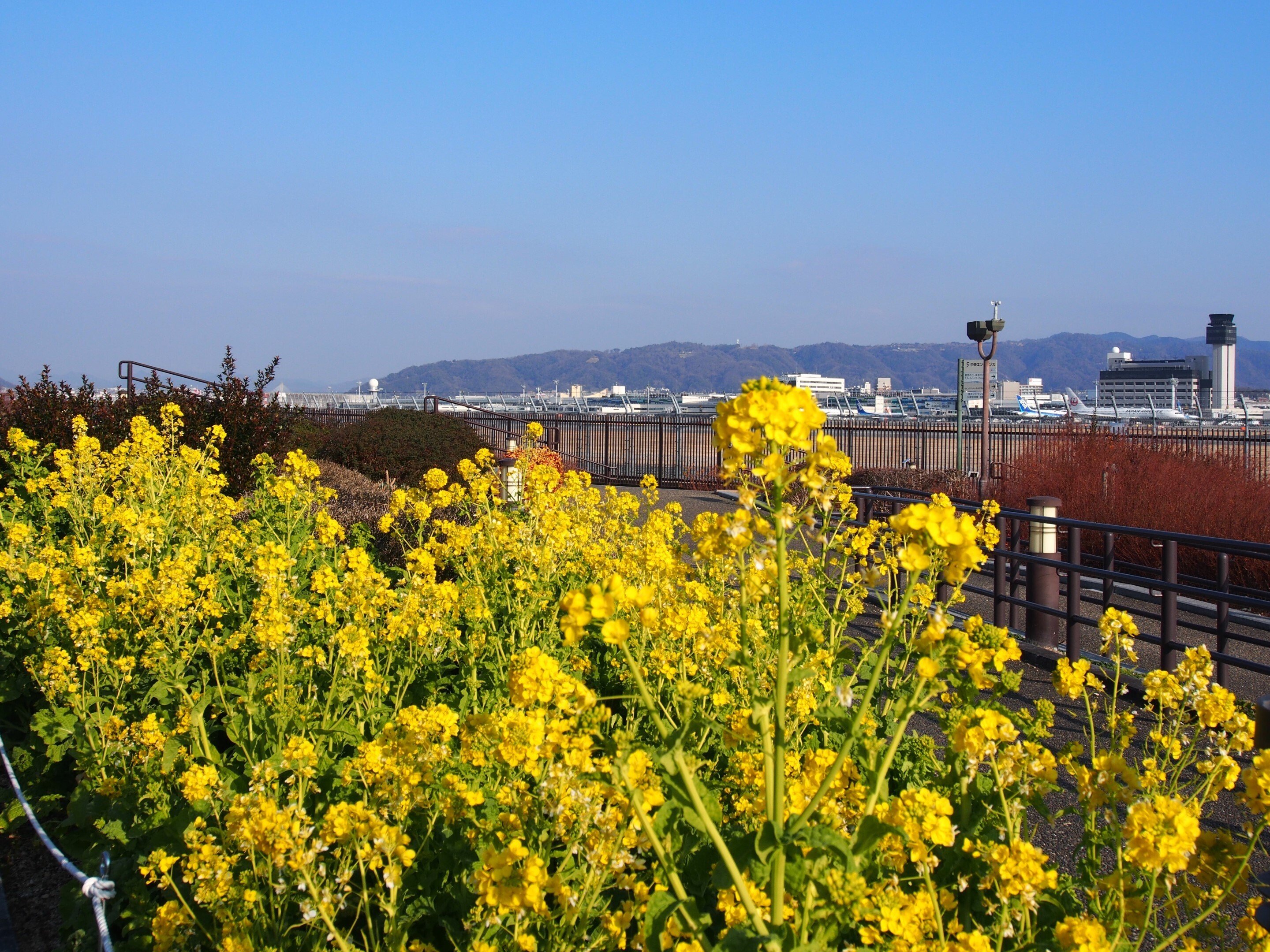 伊丹スカイパーク2025年1月14日【菜の花】｜レタス