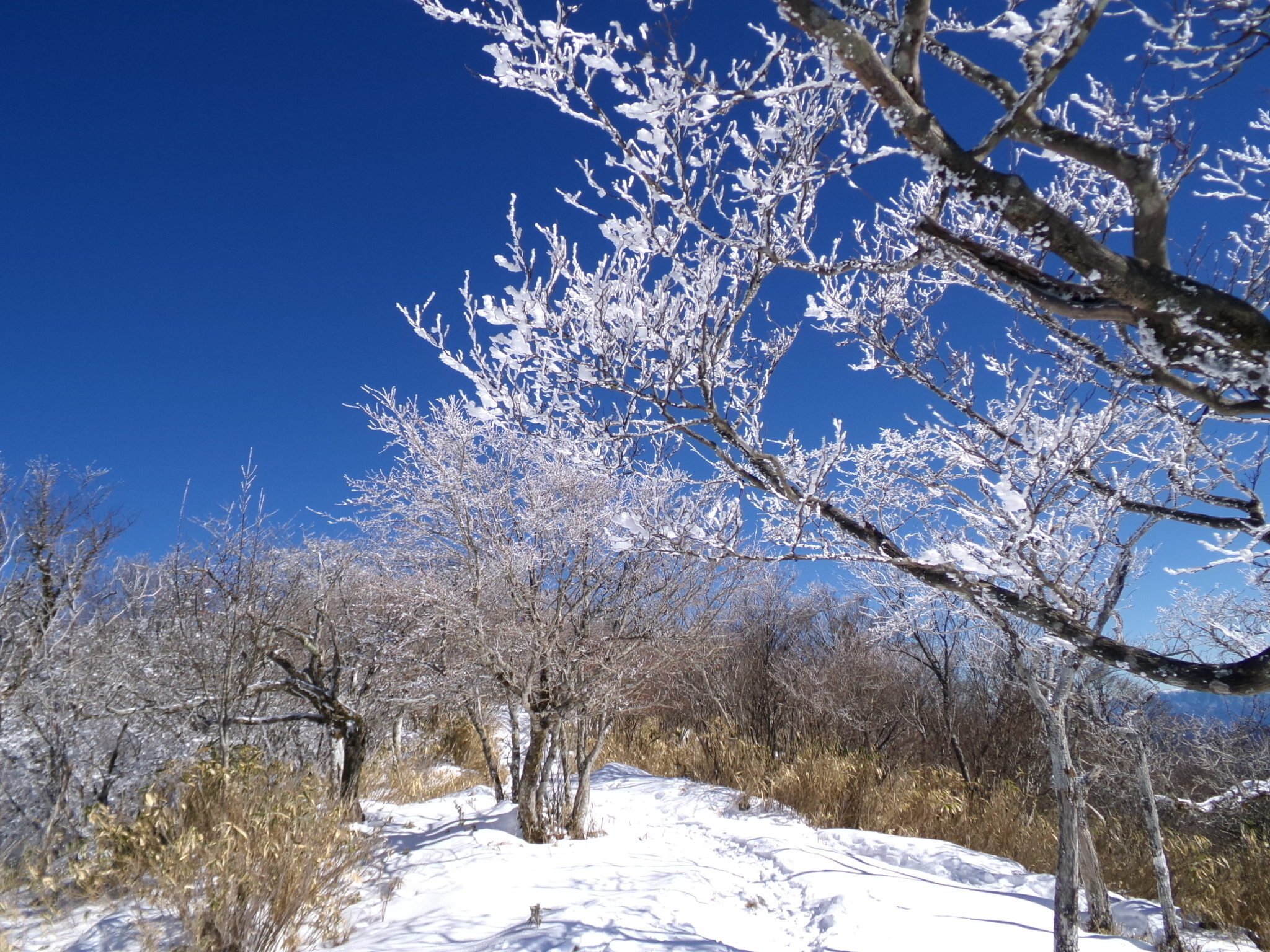 真っ青な空に真っ白な霧氷が美しい愛知県最高峰の茶臼山 積雪は多く