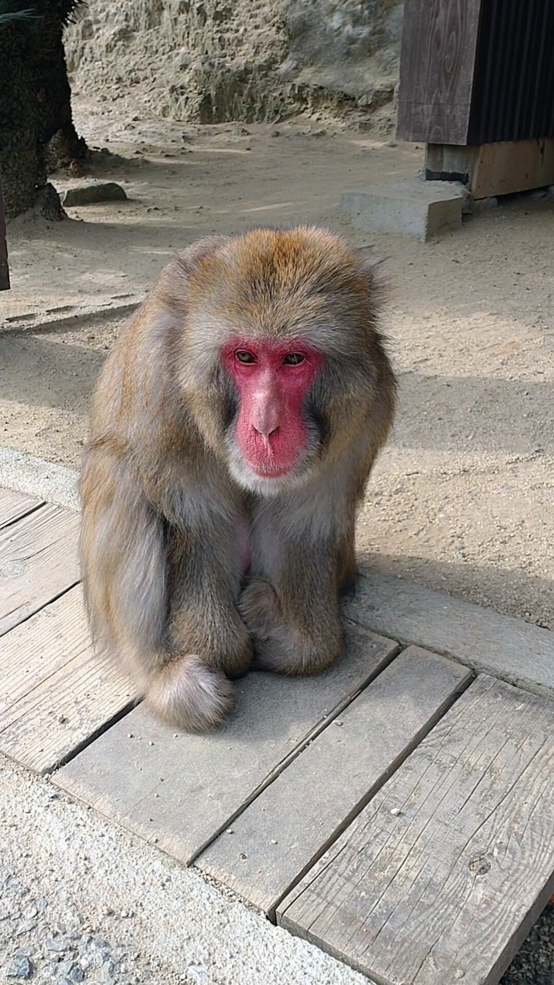 後編】サル達の恋模様に驚き！2025年✨見えてきた新たな発見！ビッグの