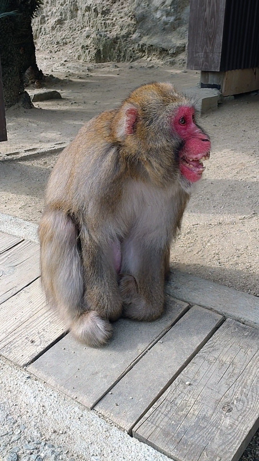 後編】サル達の恋模様に驚き！2025年✨見えてきた新たな発見！ビッグの