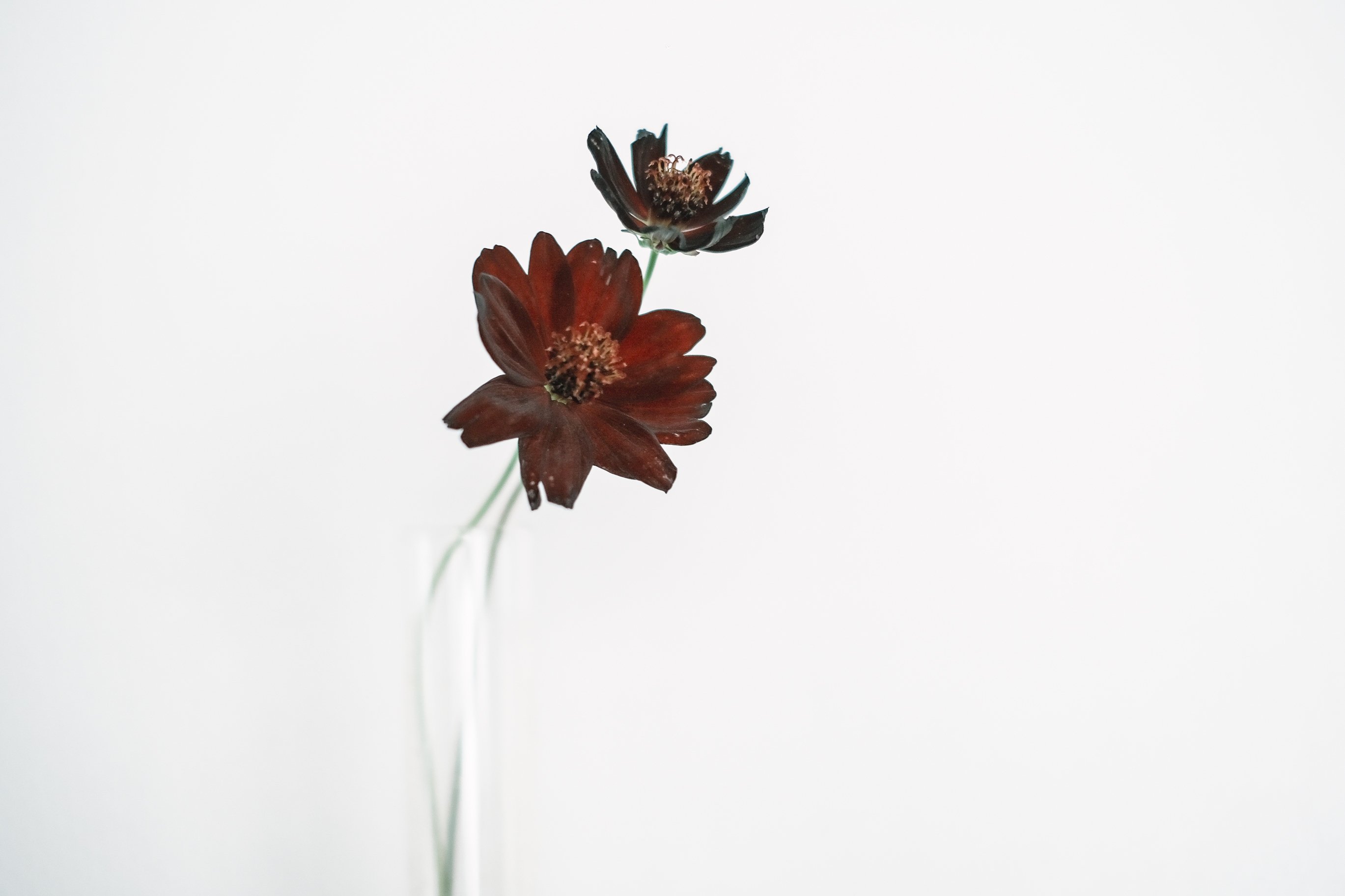 いつか枯れてしまう花｜pan