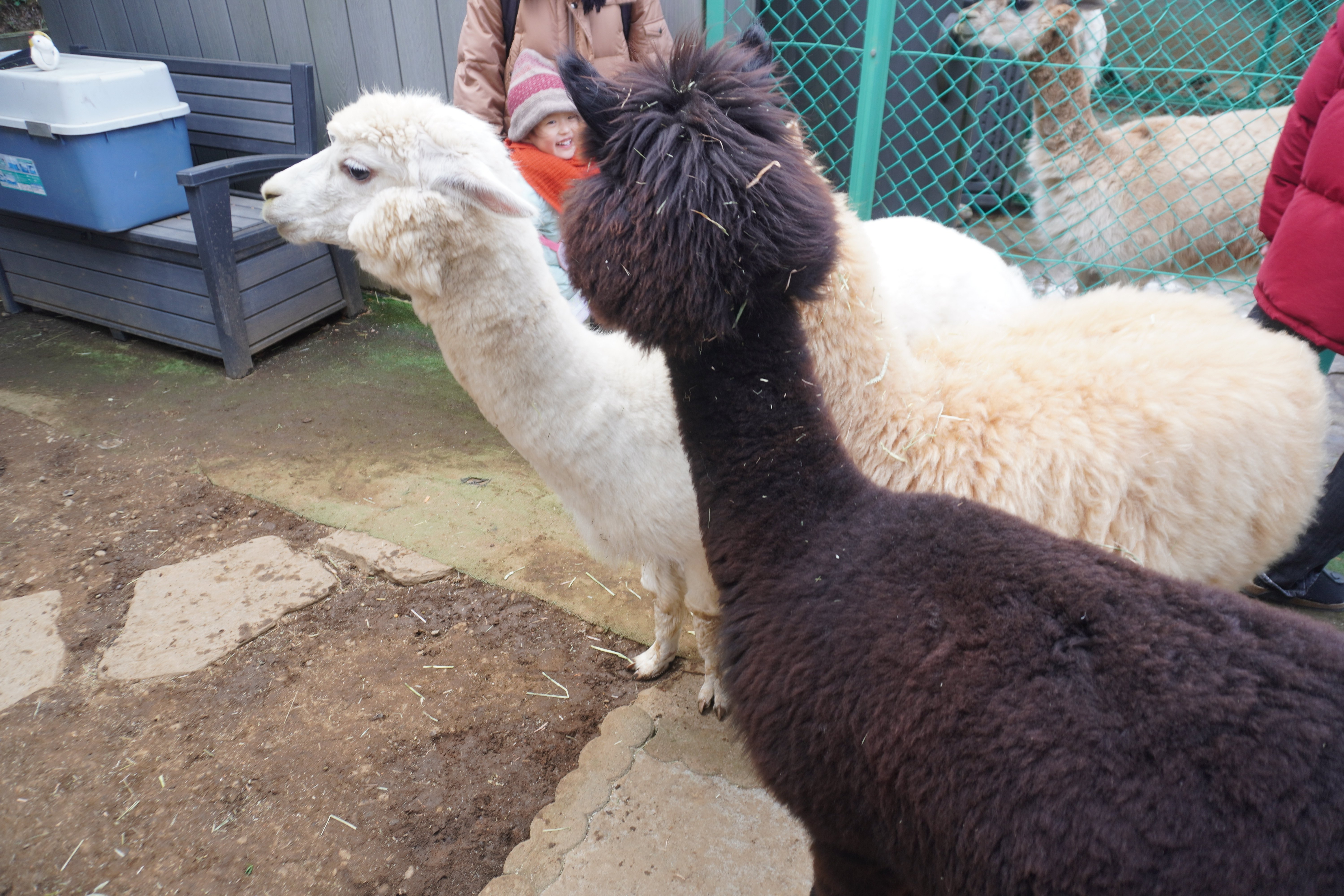 ZASO:247】東京都 #まちだのアルパカ｜ZASOちゃんねる