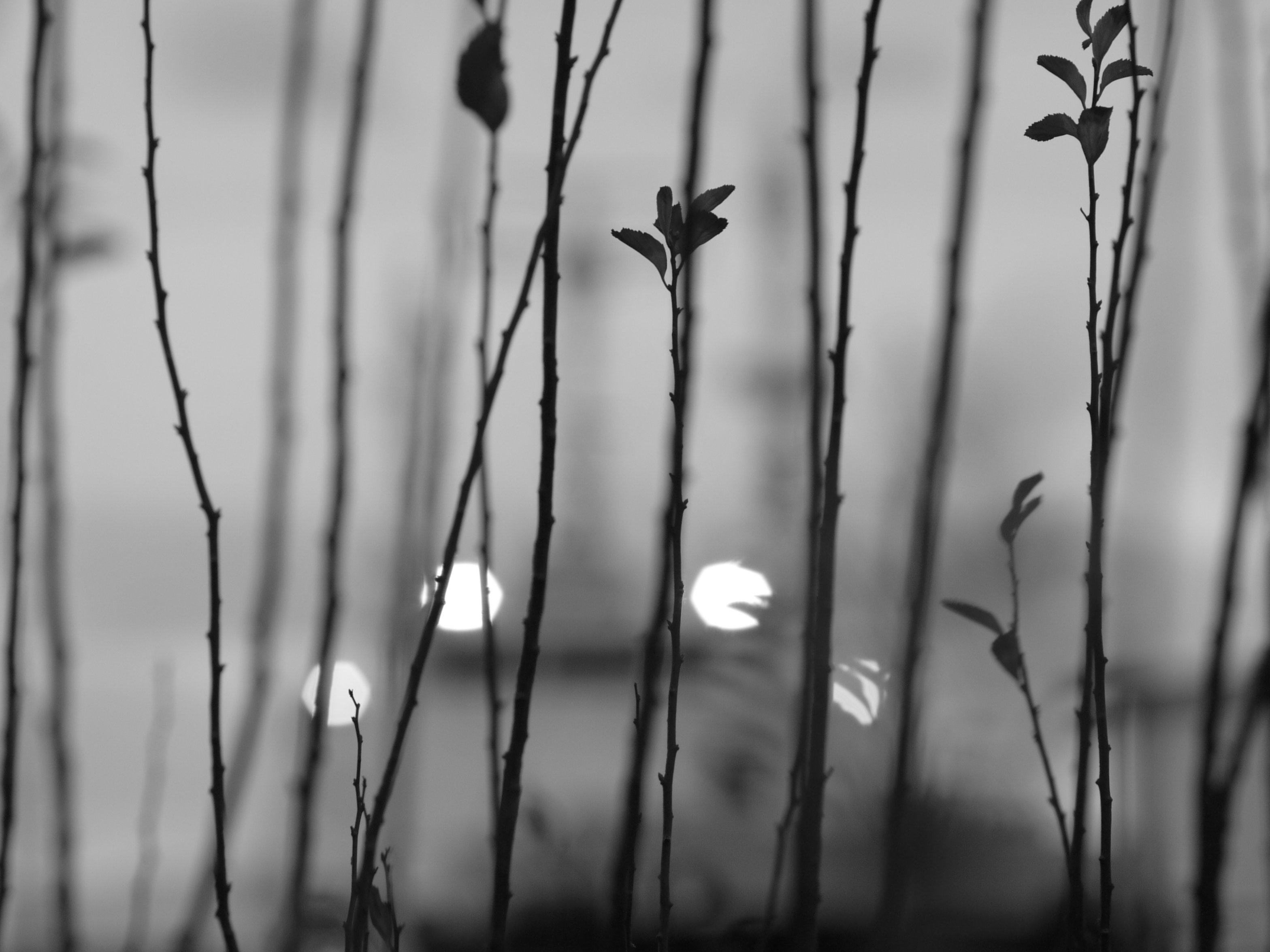 レンズ沼あれこれ：ルミックスL1とSuper-Multi-Coated TAKUMAR 105mm