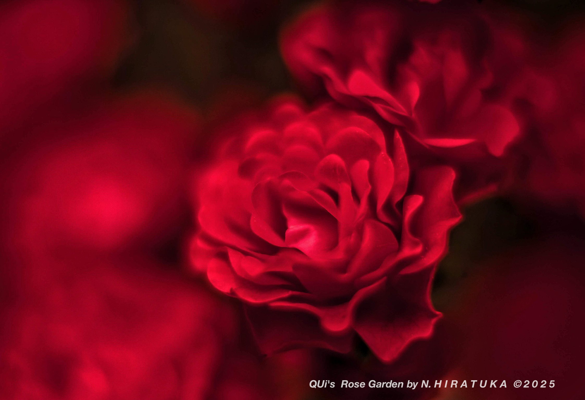 Welcomto my Rose garden!｜naoki hiratuka