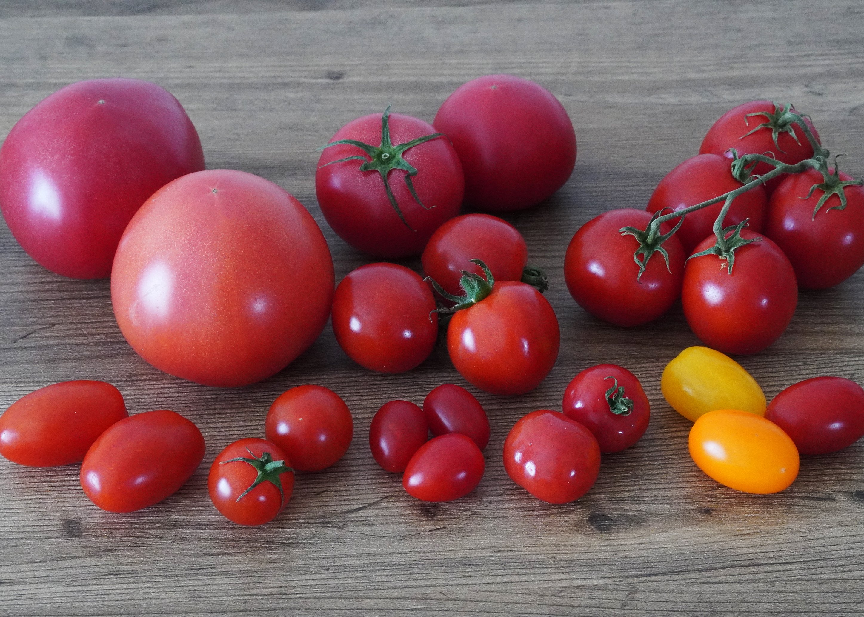 皆さん！1月26日の「冬土用」「未の日」には「トマトを食べましょう