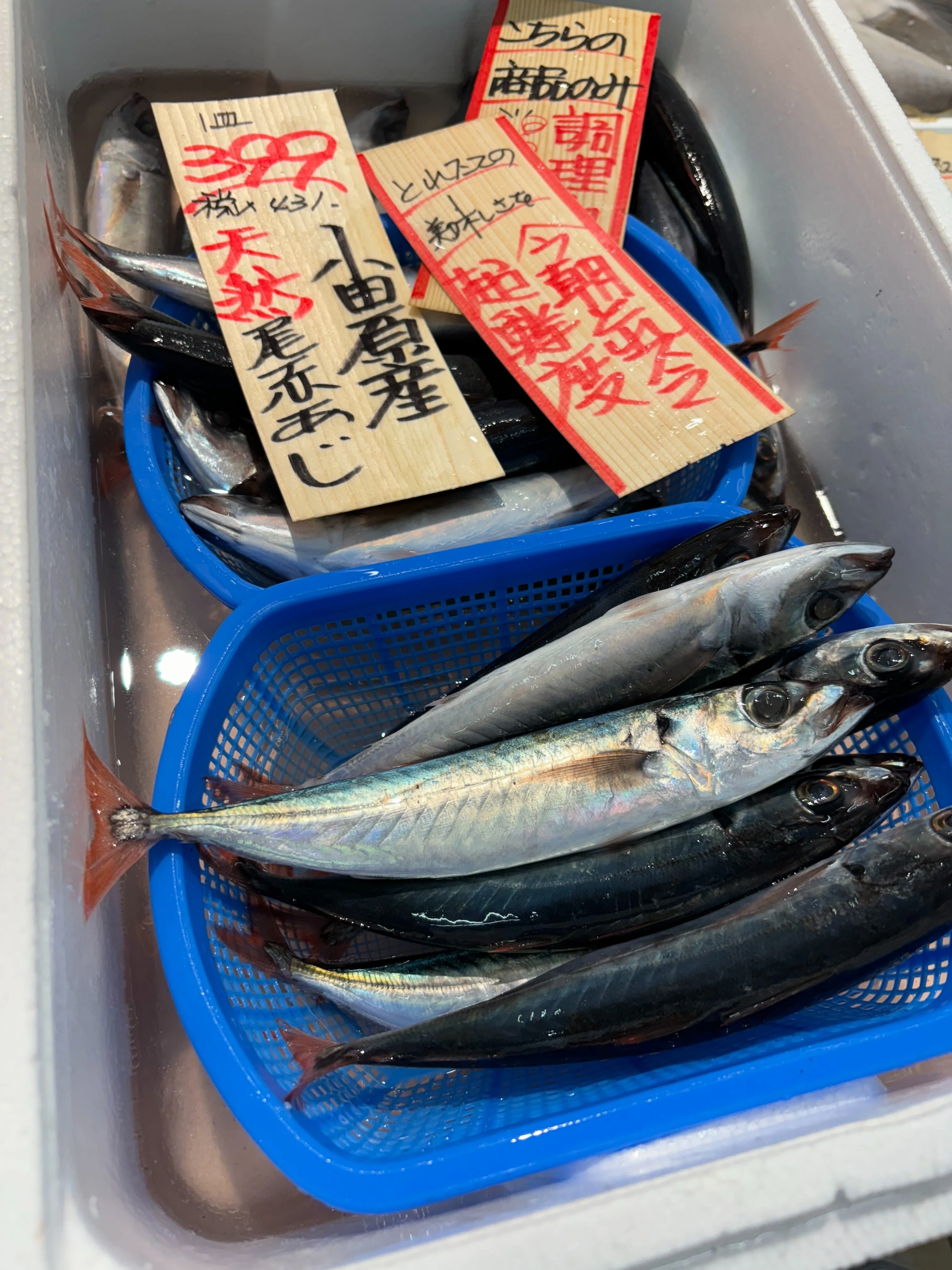 休日遠征｜小田原の鮮魚の楽園で、最高の買い物をした話。｜カジキ（本名）