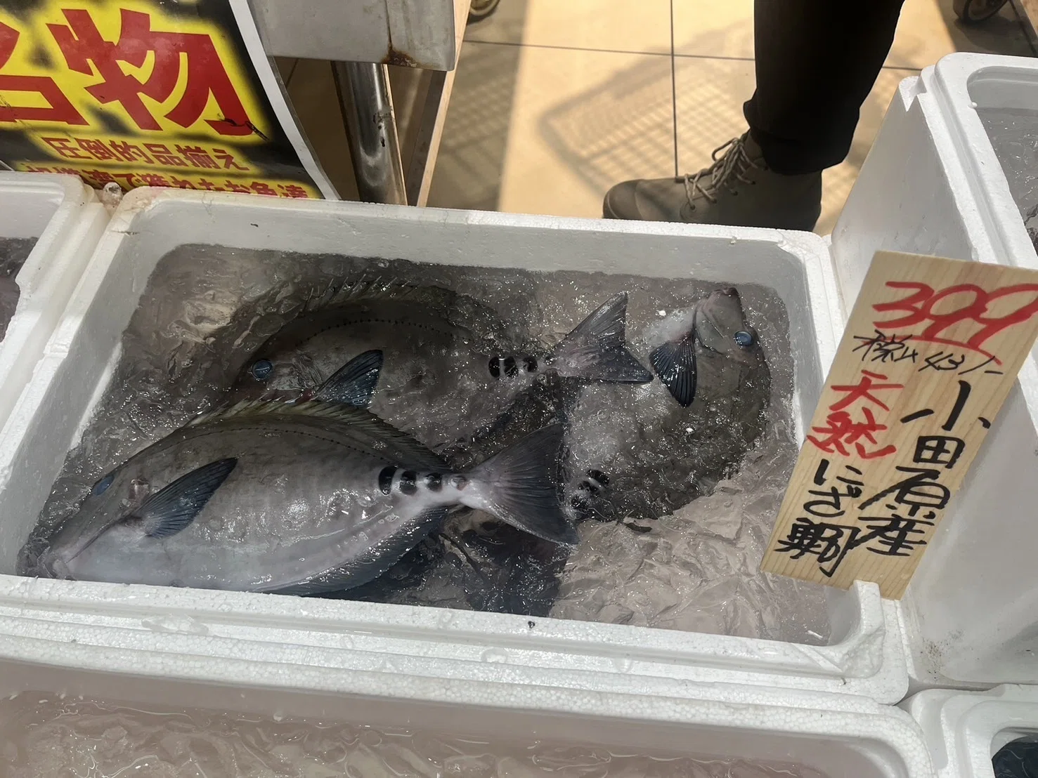 休日遠征｜小田原の鮮魚の楽園で、最高の買い物をした話。｜カジキ（本名）