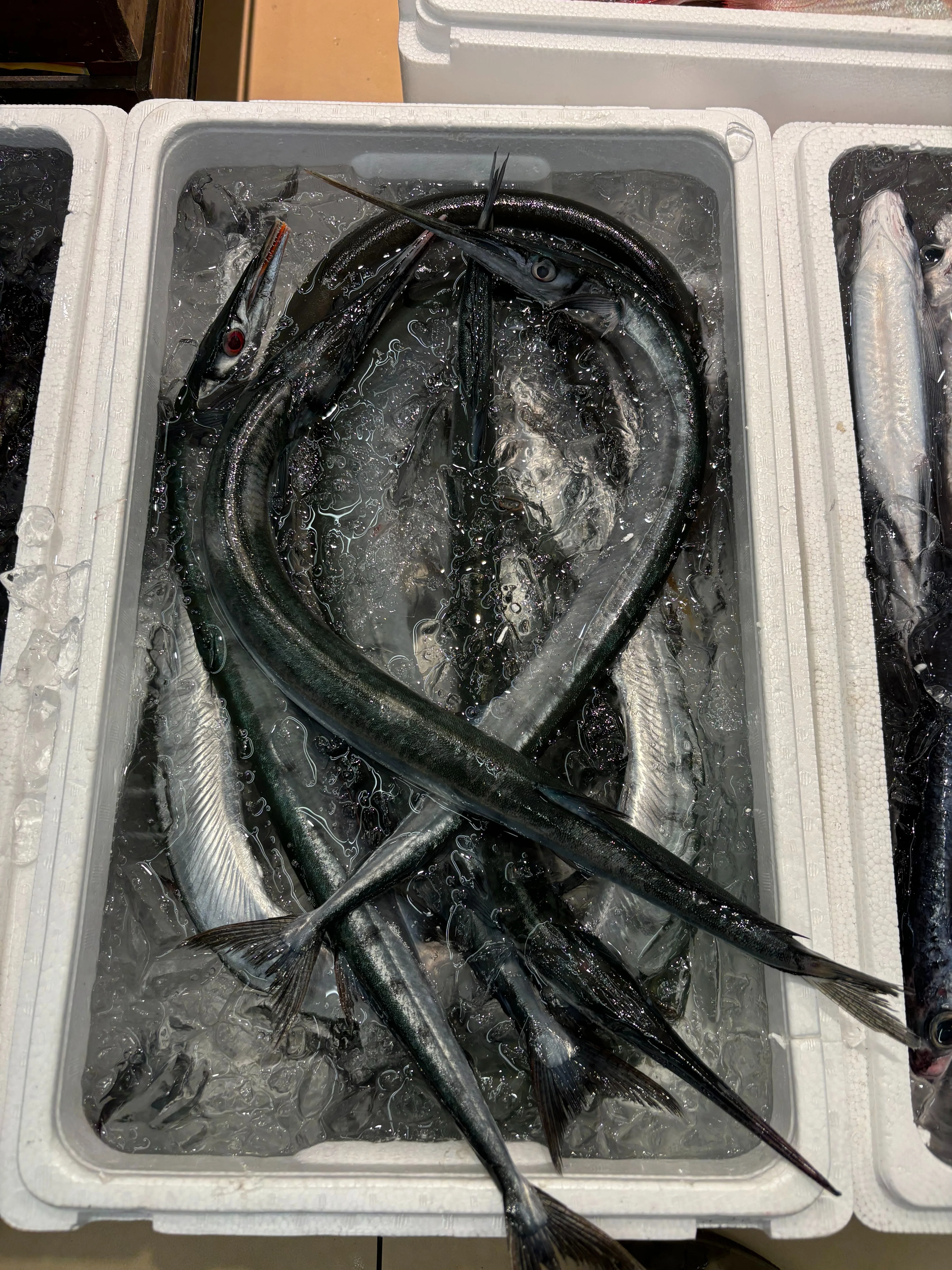 休日遠征｜小田原の鮮魚の楽園で、最高の買い物をした話。｜カジキ（本名）