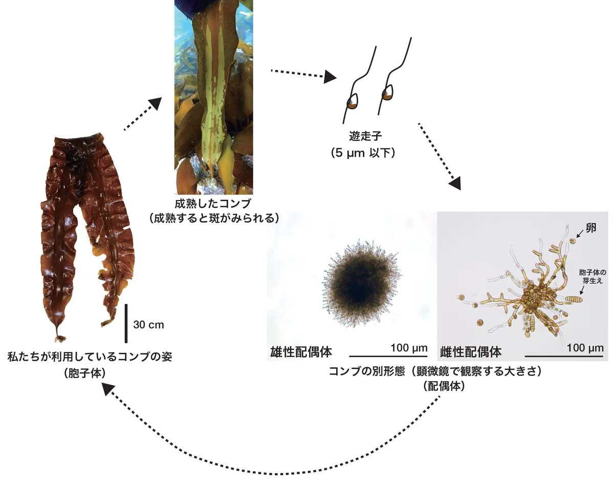 「コンブの森」を守りながら、コンブの生態を解明する研究【チャレンジフィールド北海道研究者プレス#9】|チャレンジフィールド北海道