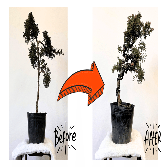 盆栽と向き合う一年の心持ち｜コウヤ シンゴ