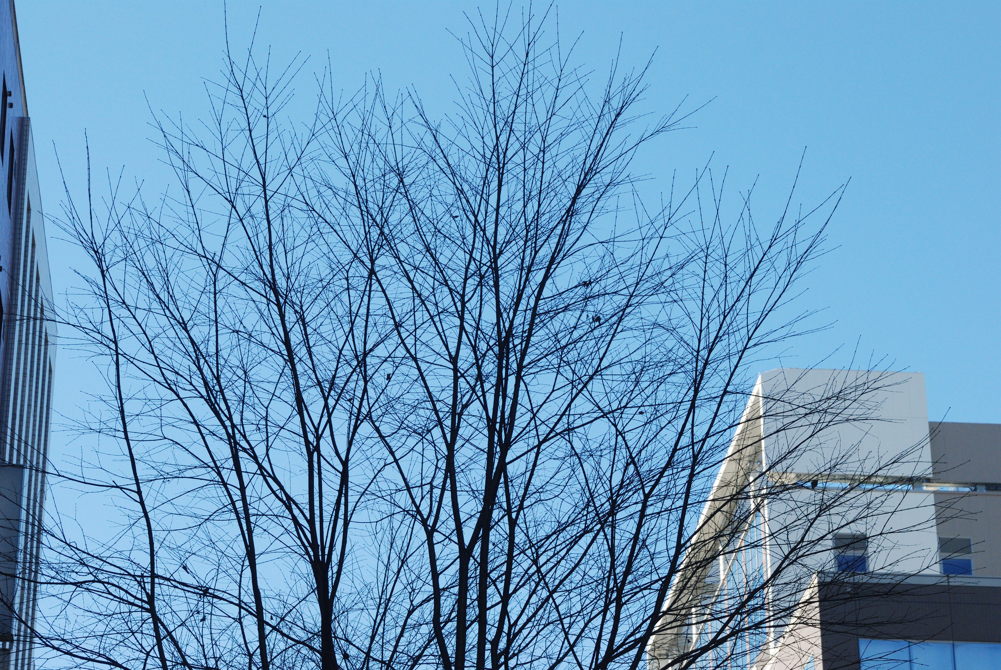 オールドレンズが良かったという話｜まつぼっち