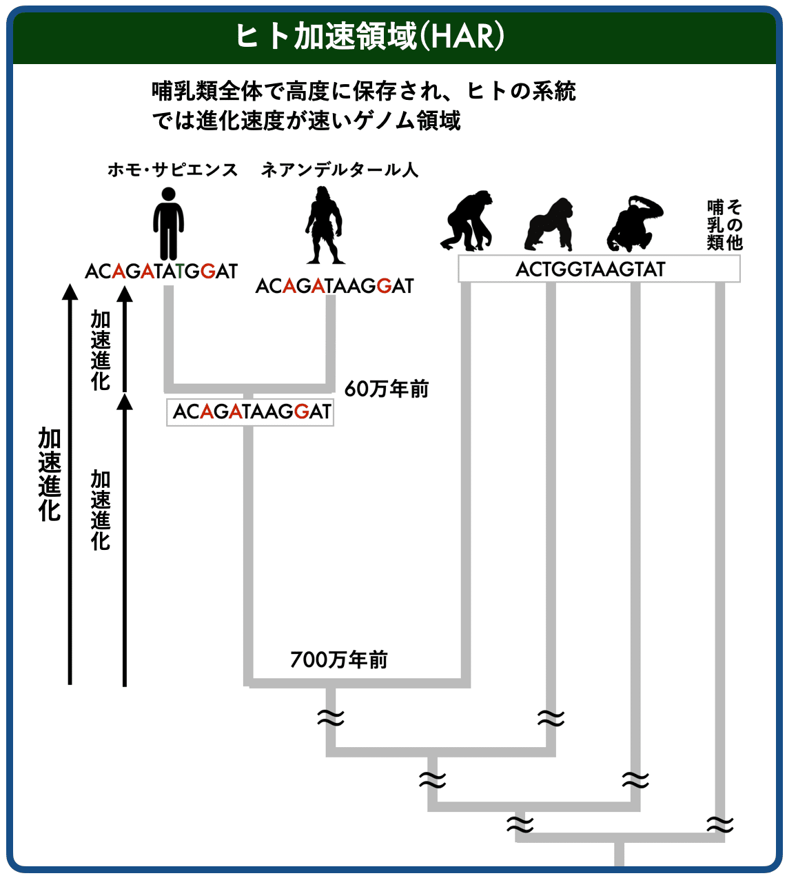 人間は他の動物に比べて、脳がどう進化し、どのような認知機能が