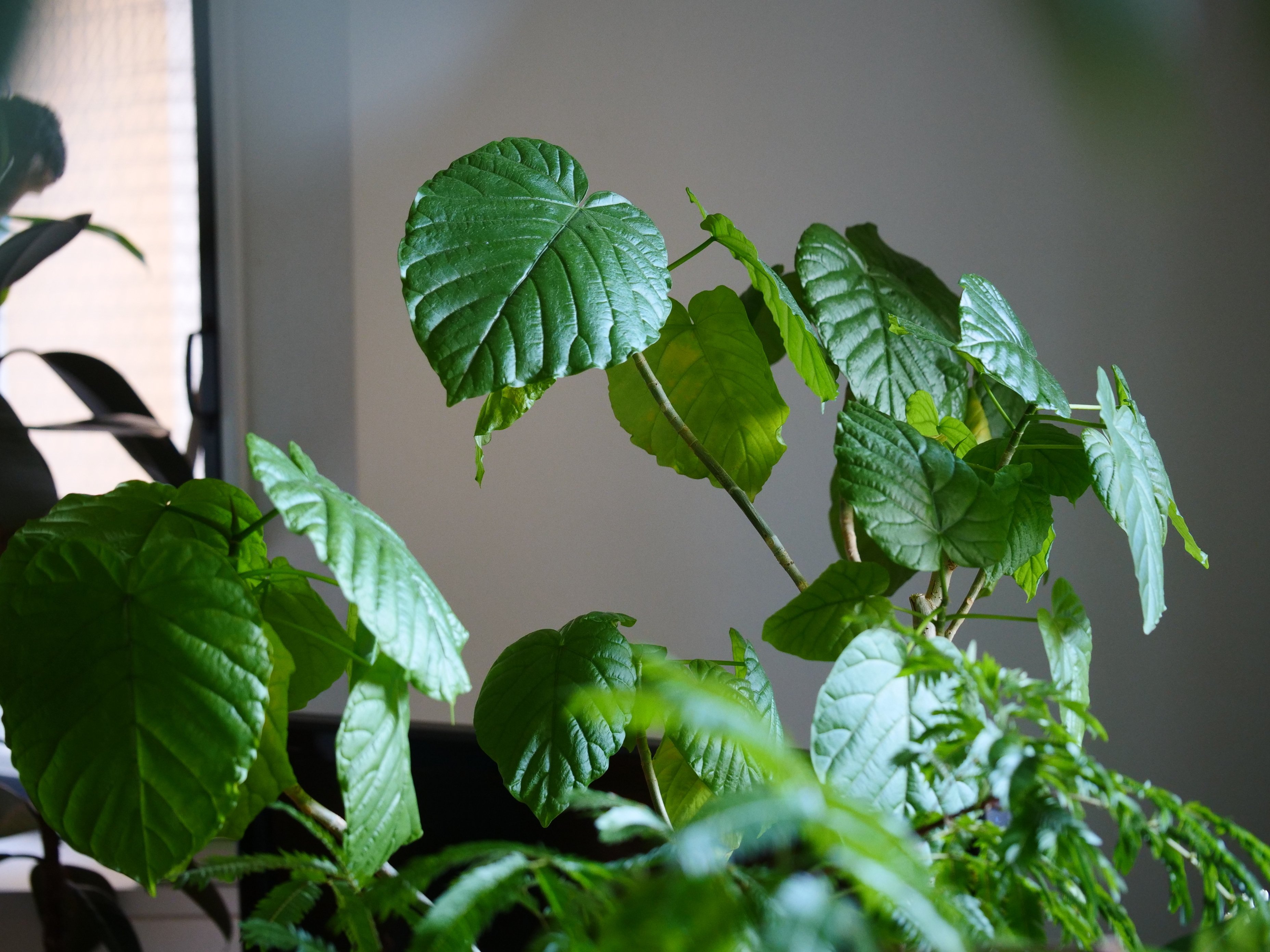 断捨離すると、観葉植物がよく育ちます | 断捨離Ⓡトレーナー