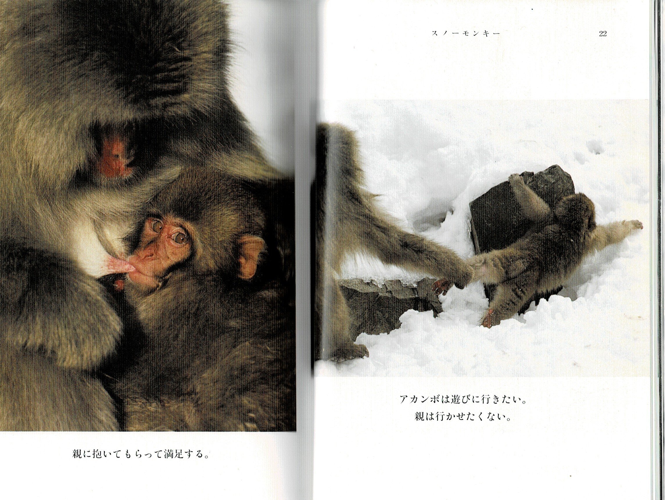 読書感想 スノーモンキー｜星先かおる