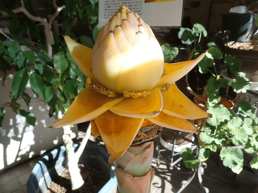 チュウキンレン　バナナの木（黄色い花付き） チュウキンレン バナナの木（黄色い花付き）