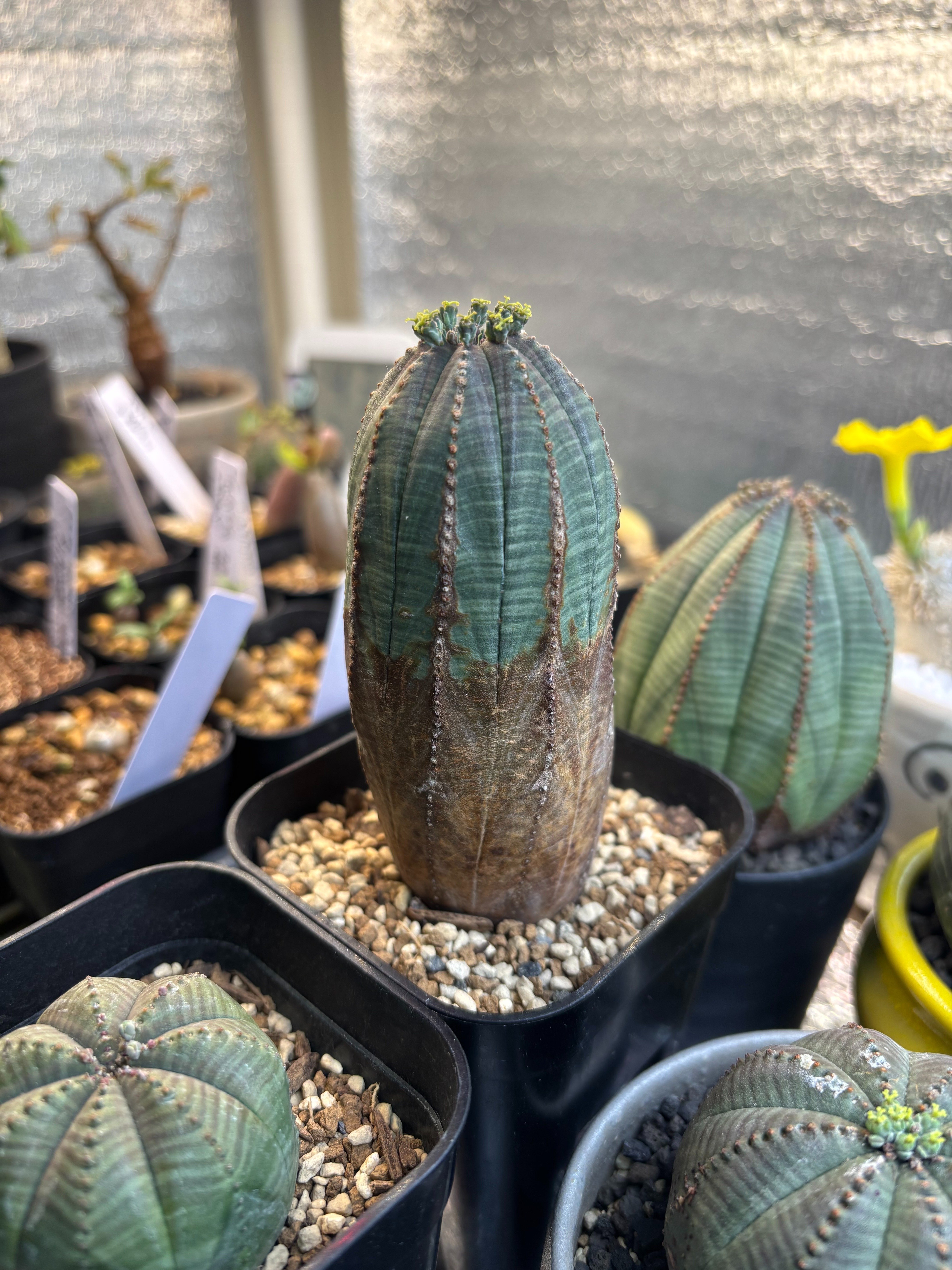 記録]オベサ24の成長記録（のっぽさん＞ブニョ化からの復活）｜園芸