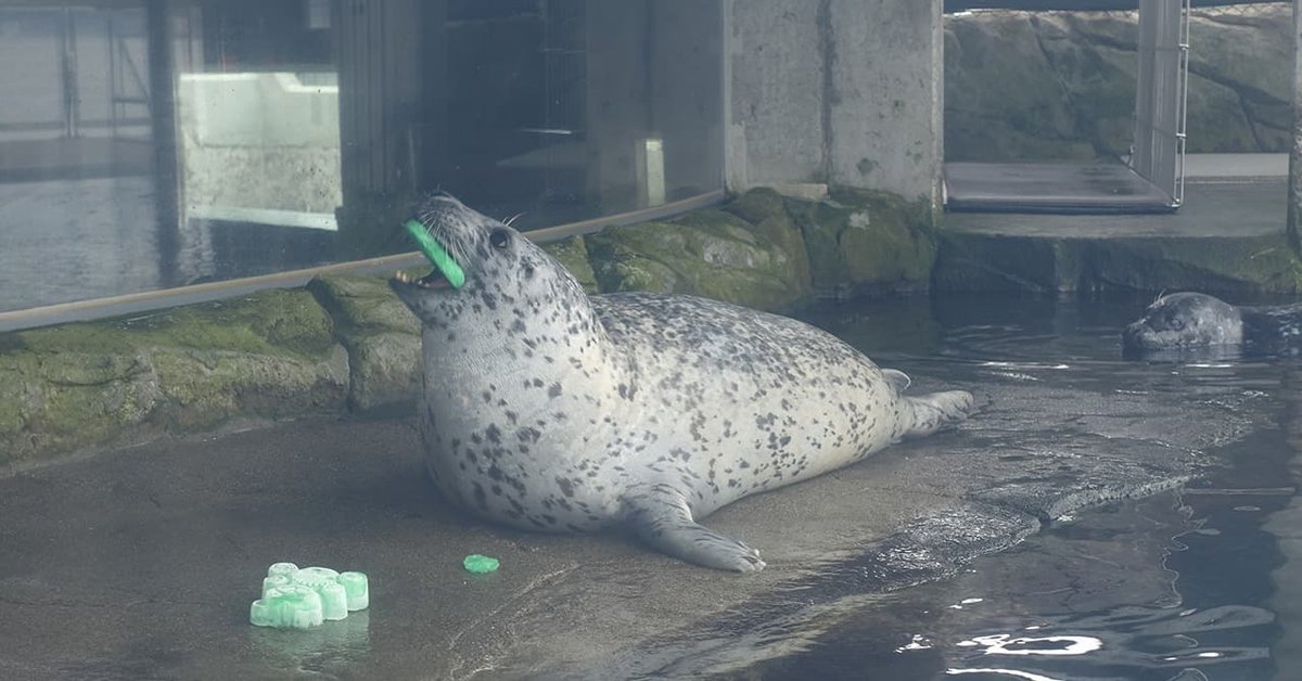 シアトル水族館のゼニガタアザラシ