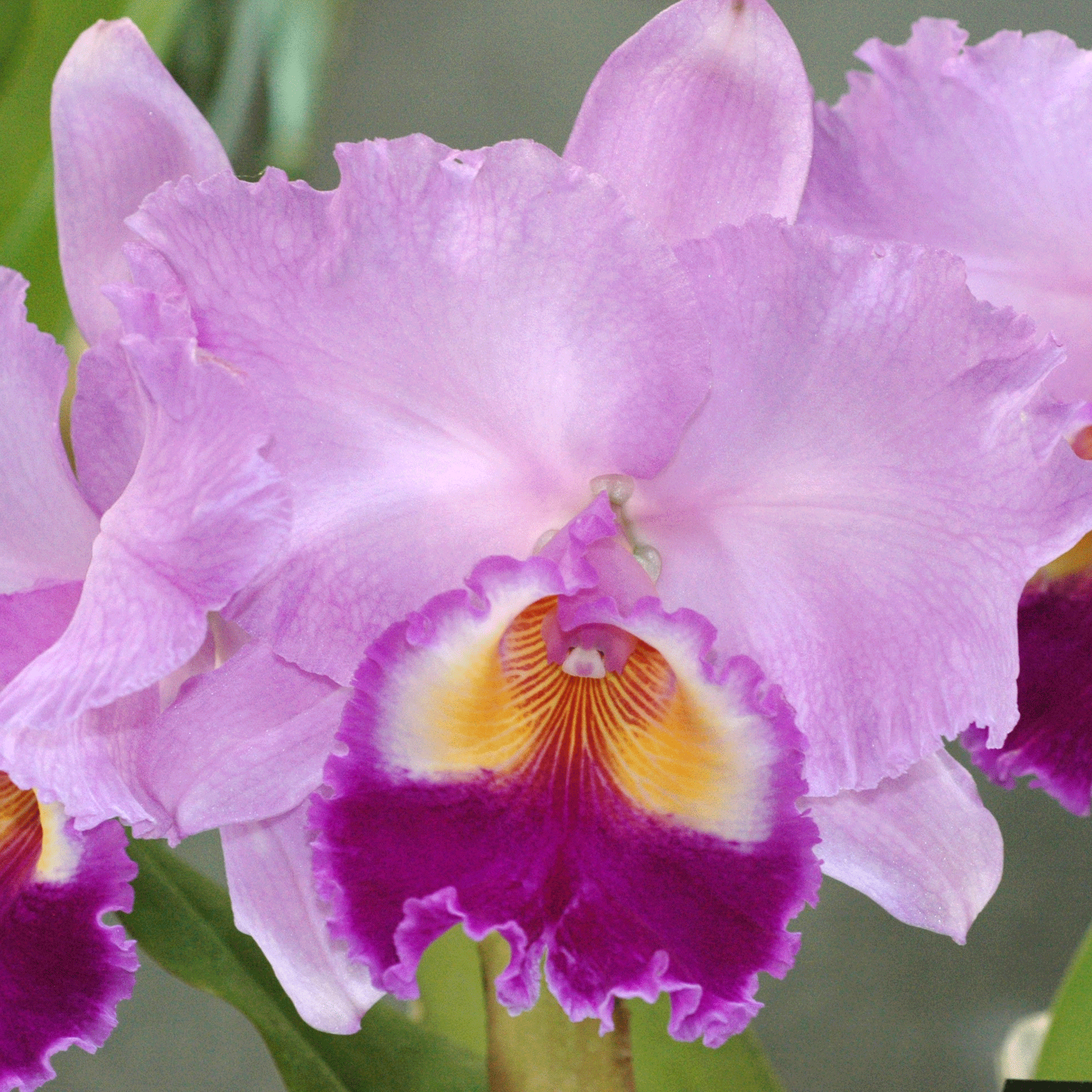 はな・物語 巻ノ十一・カトレア｜新井裕之（StudioA）