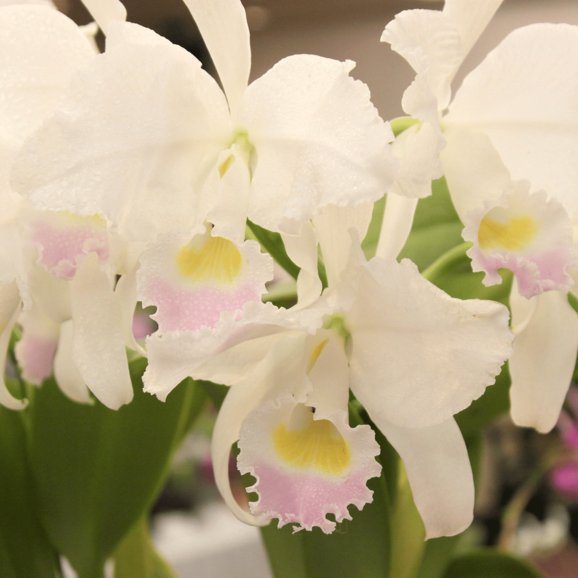 はな・物語 巻ノ十一・カトレア｜新井裕之（StudioA）