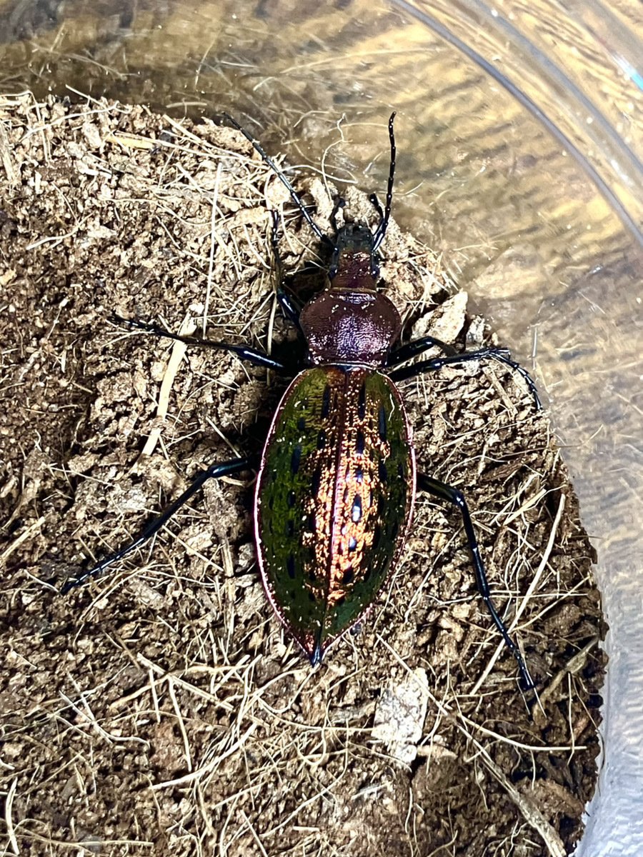 ブルーで凄く美しいカブリモドキ！ 眩しい煌めき、シナカブリモドキ（Carabus lafossei