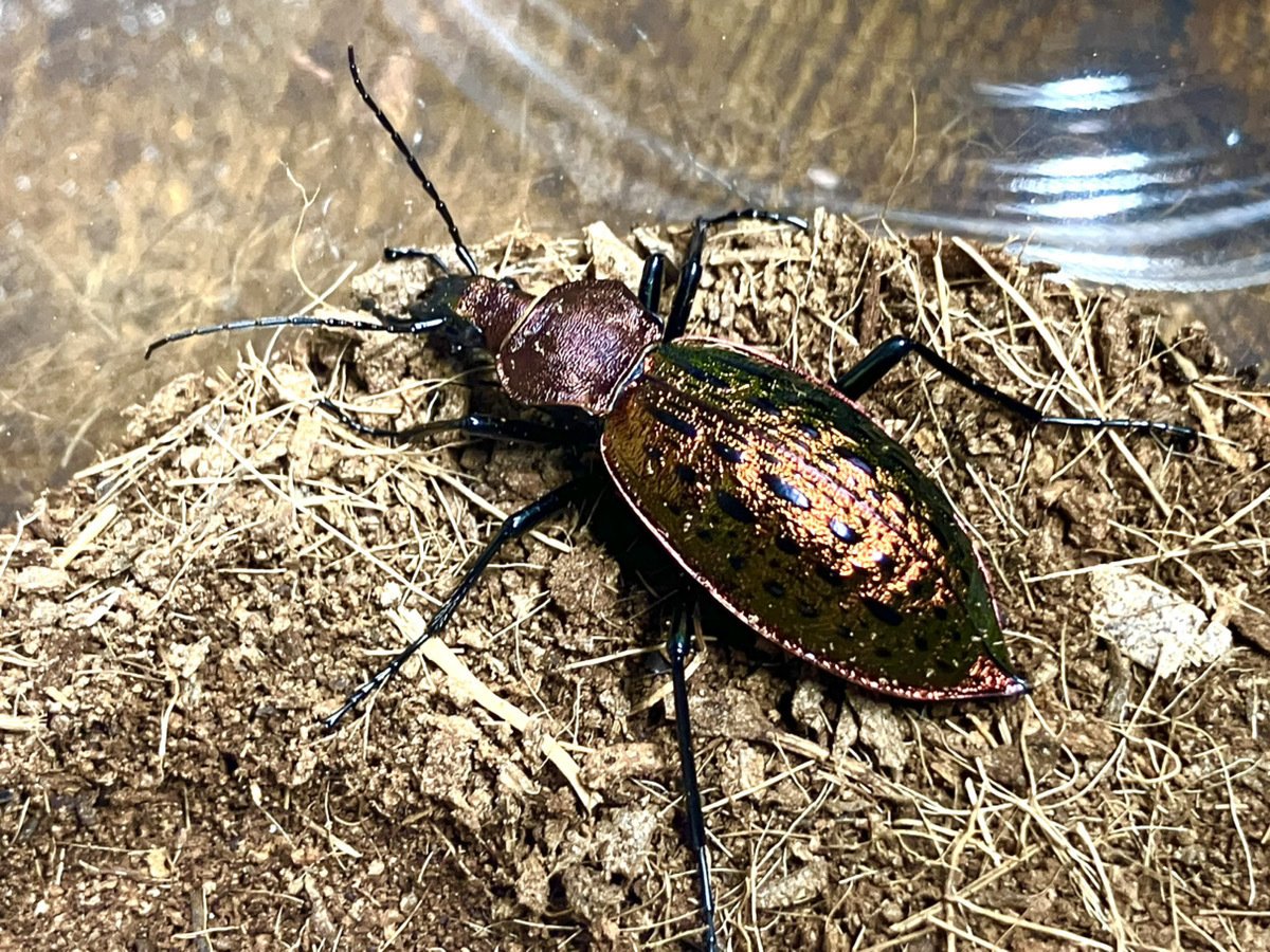 眩しい煌めき、シナカブリモドキ（Carabus lafossei