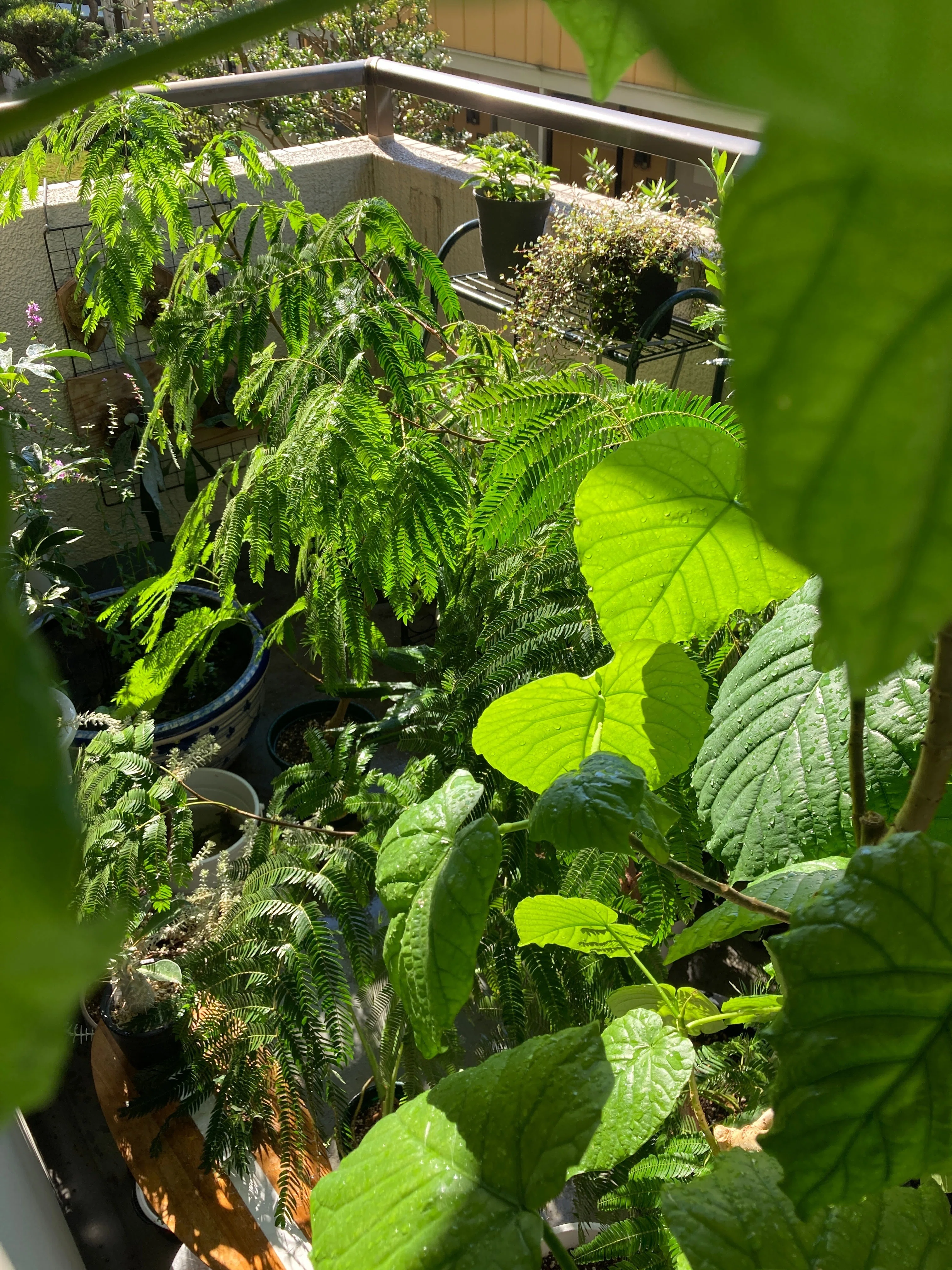 管理しやすい数で植物を楽しむ｜note ワタナベ