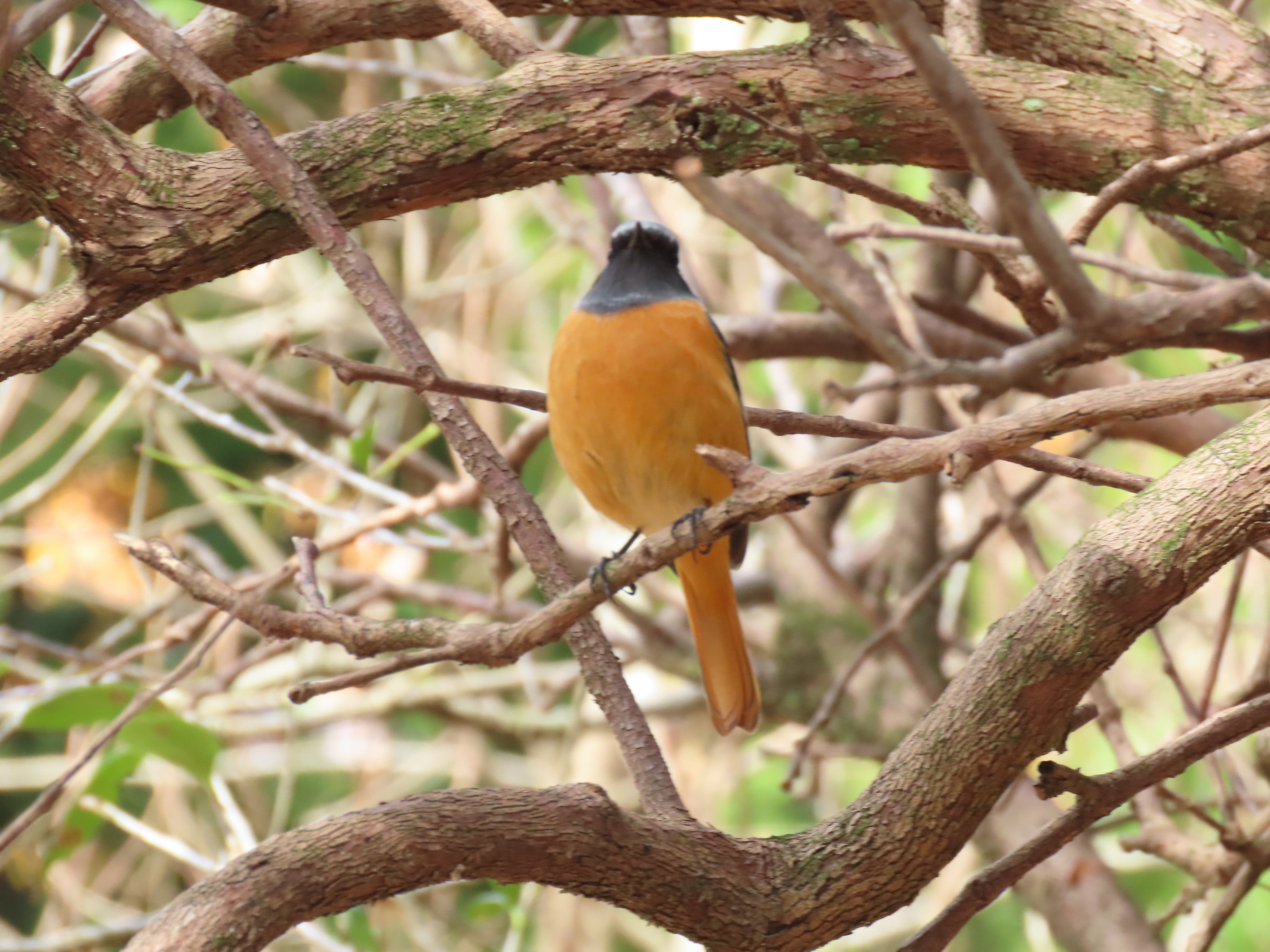 小幡緑地公園バードウォッチング 2024 12/29 ｜鳥好き小学生みーちゃん