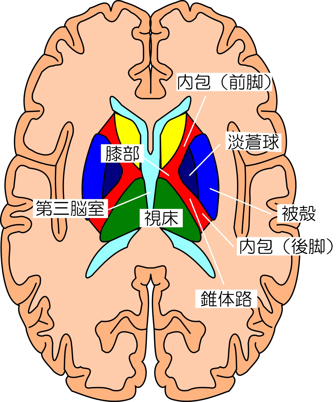 解剖 #1-7 視床|脳卒中リハビリテーション看護認定看護師の脳の中