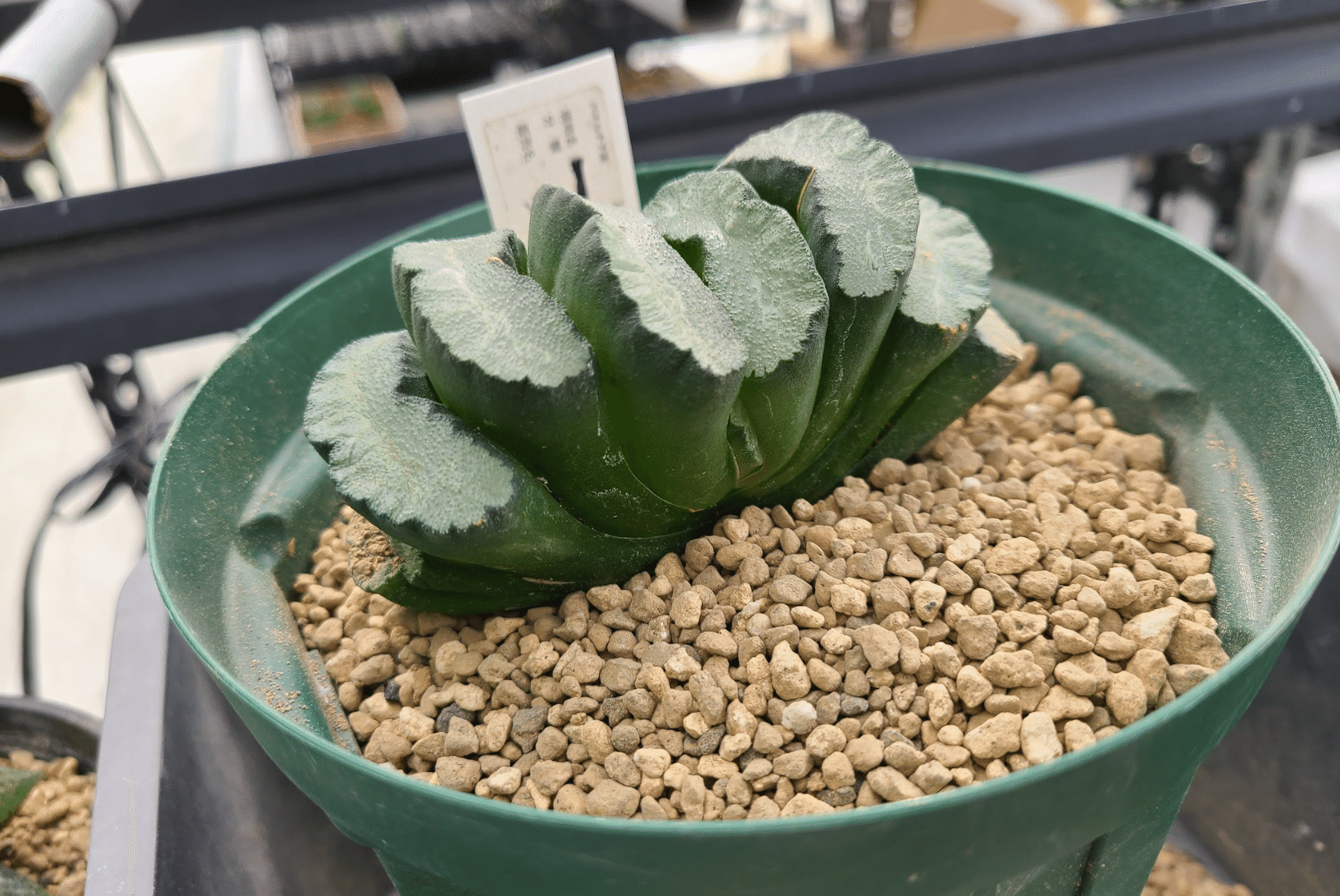 サボテン 多肉植物 サボテン、多肉植物 万象-9