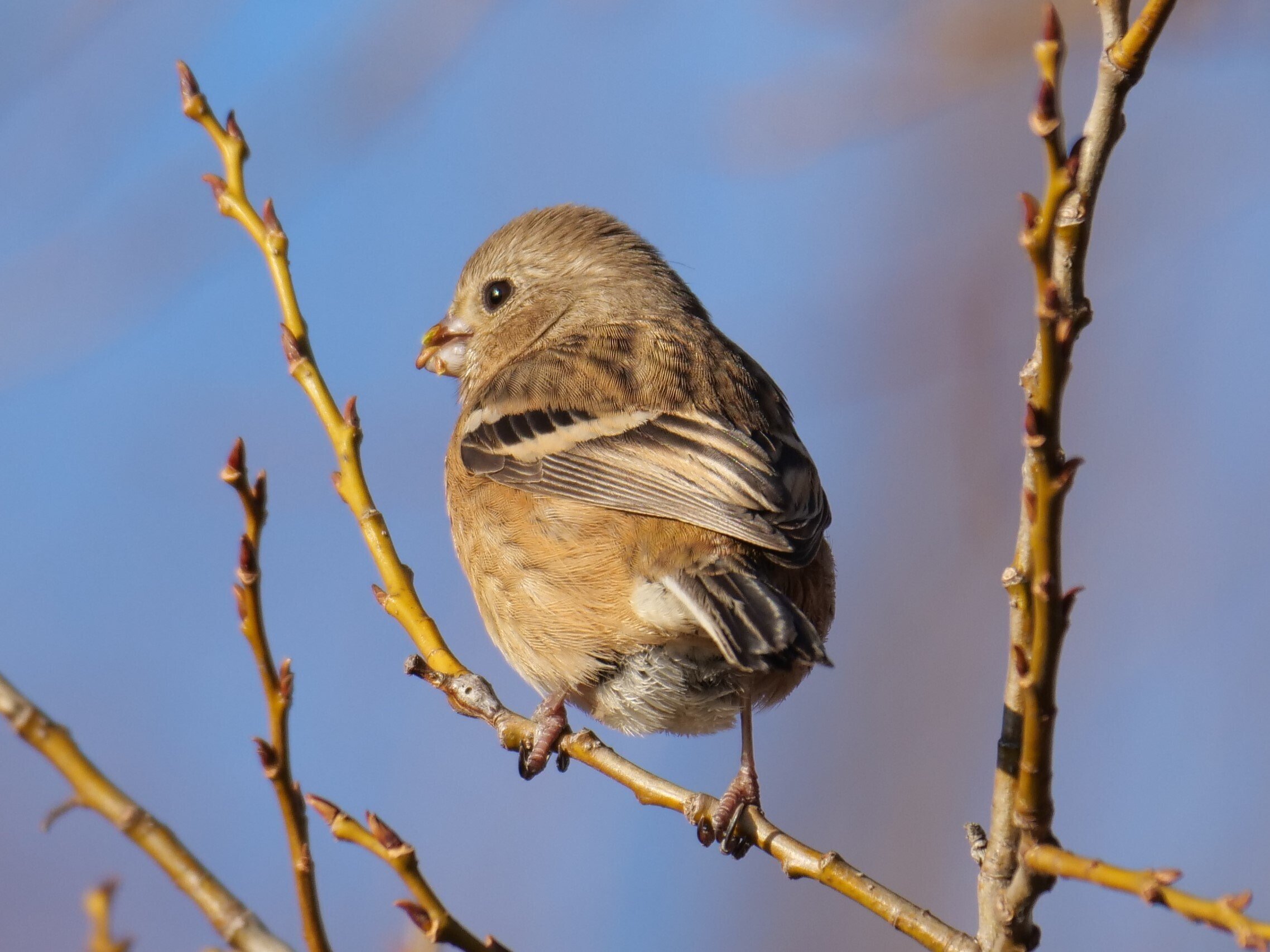 野鳥が好きです!#154「ベニマシコさん若夫婦?!」｜take 🎸全ての人が