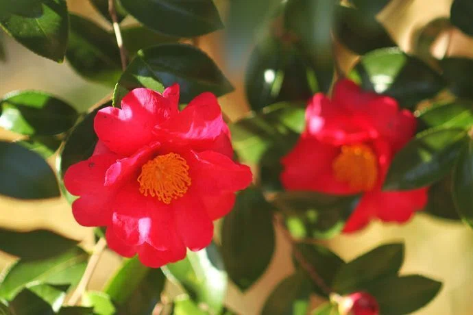花便り＞枇杷の花｜清愁