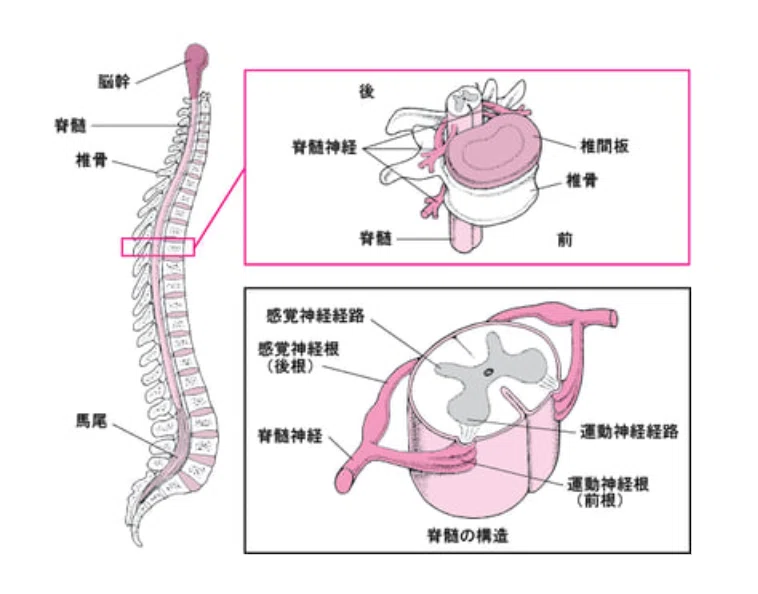 脊柱の全体像と、頸椎・胸椎・腰椎の区分を示す解剖図