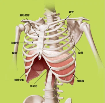 胸郭と横隔膜、肋間筋の位置関係を示す解剖図