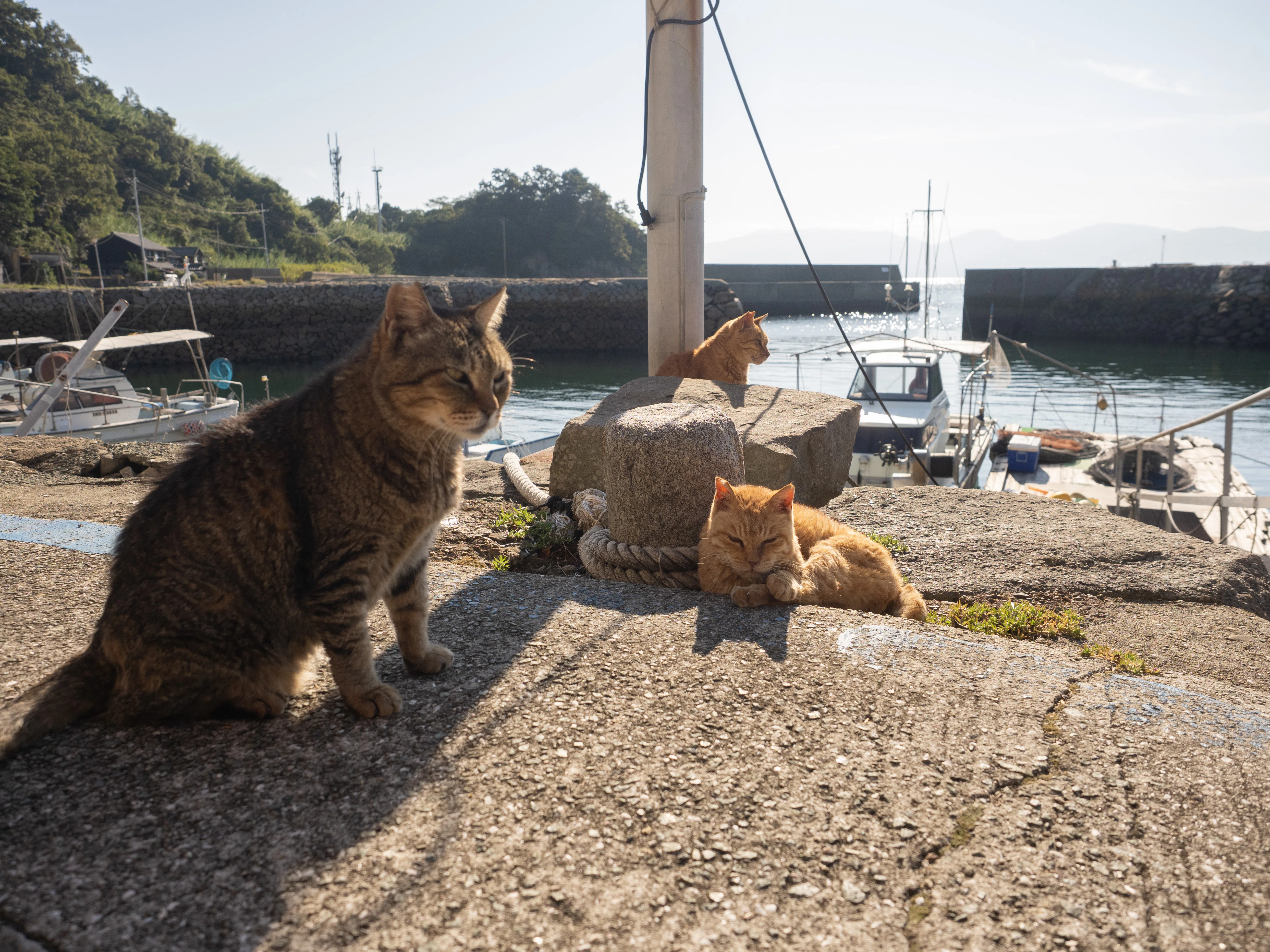 はじめての愛媛③ 島民5人の島で猫とひととの忘れられない出会い
