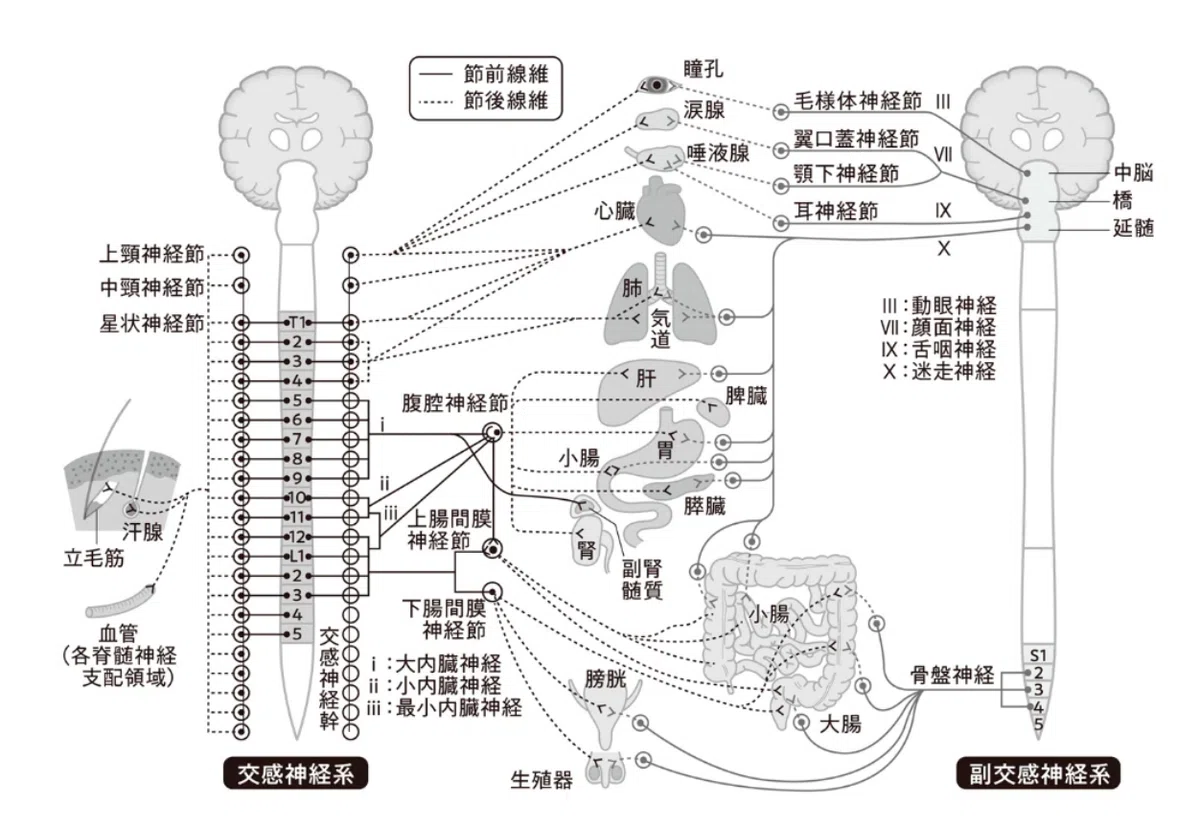 胸椎レベルから出る交感神経幹と、各臓器への分布を示す図