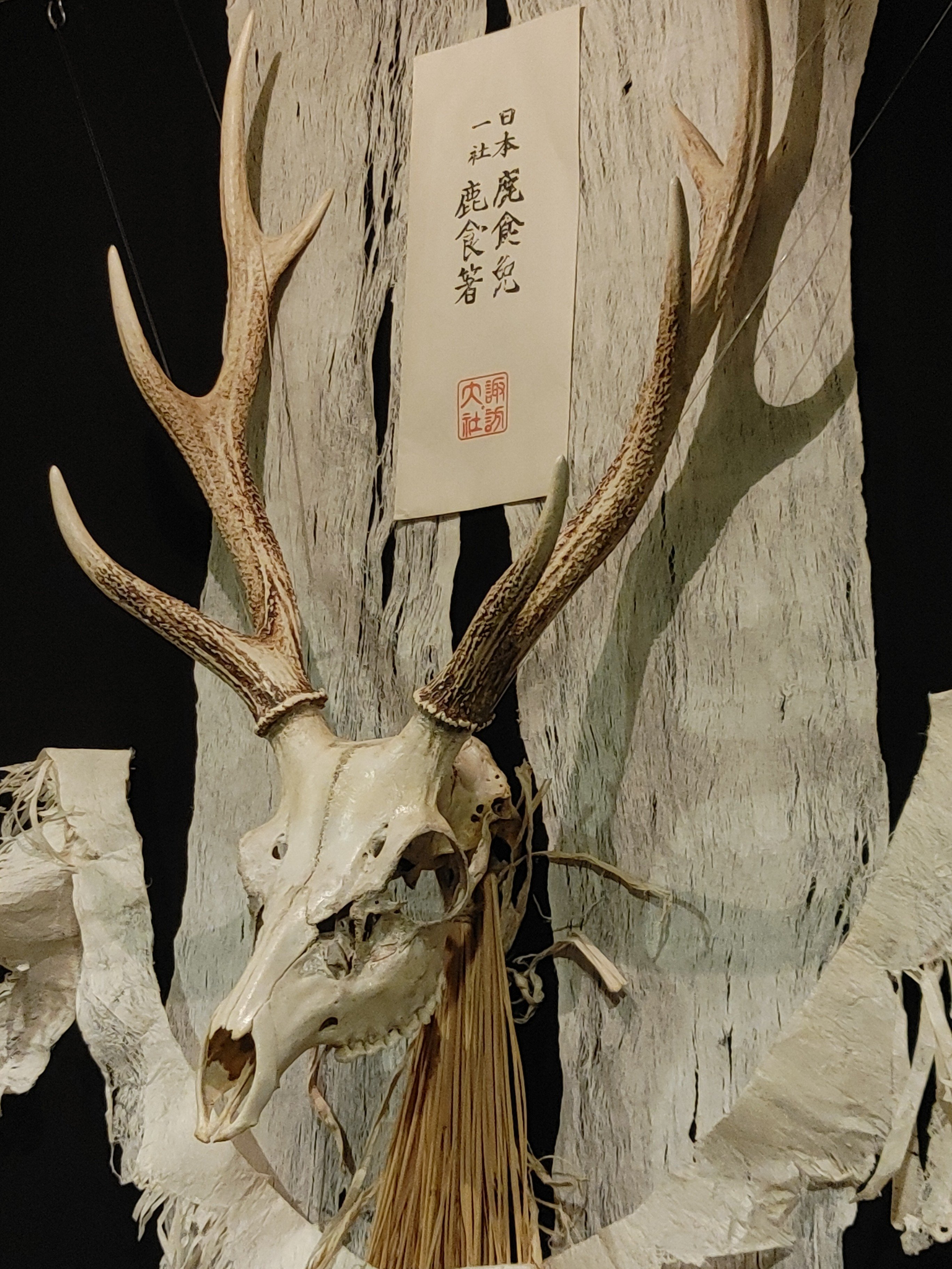 鹿の頭骨 2本角付き　煮沸済み 鹿の頭蓋骨×2個（おまけ付）