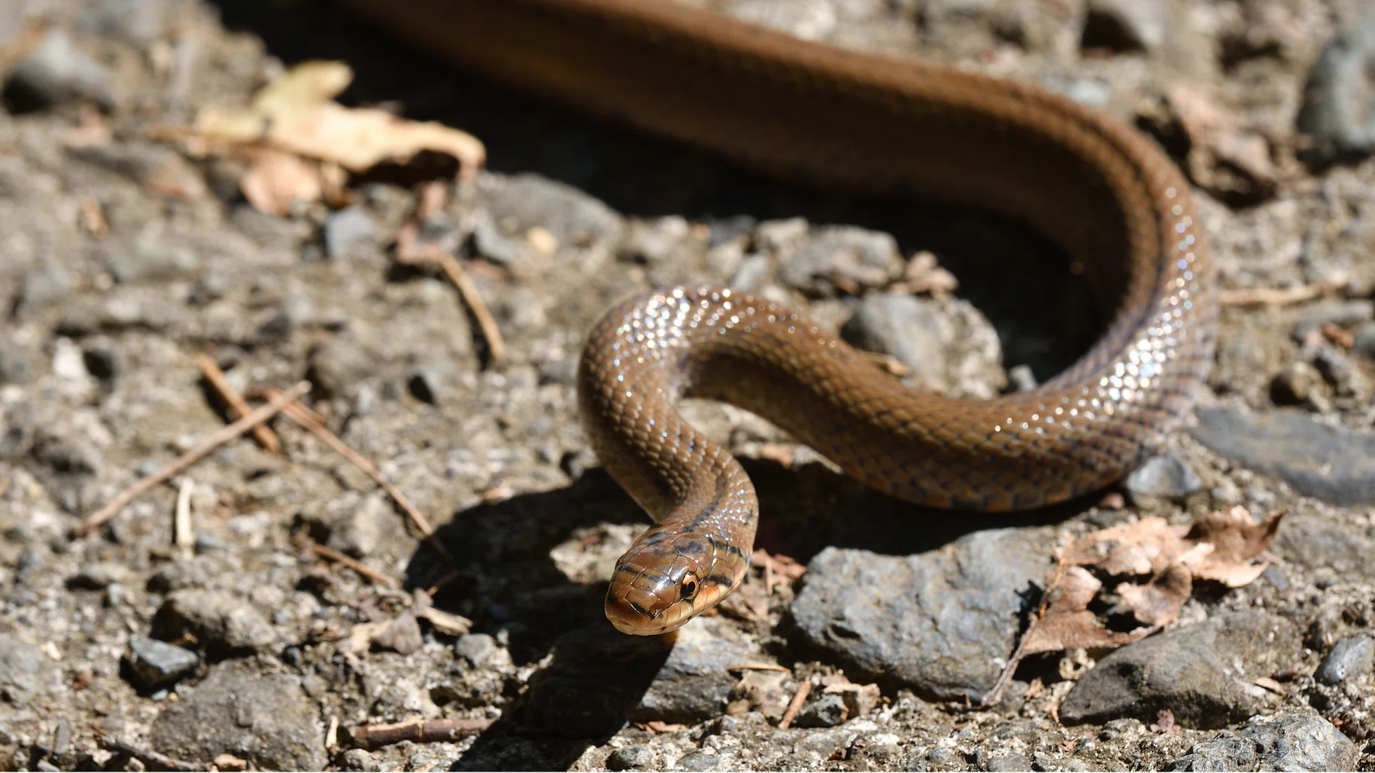 25 2025年巳年🐍企画 ヘビヘビ展開催中!大学周辺のヘビを紹介します 25 2025年巳年🐍企画 ヘビヘビ展開催中!大学周辺のヘビを紹介します