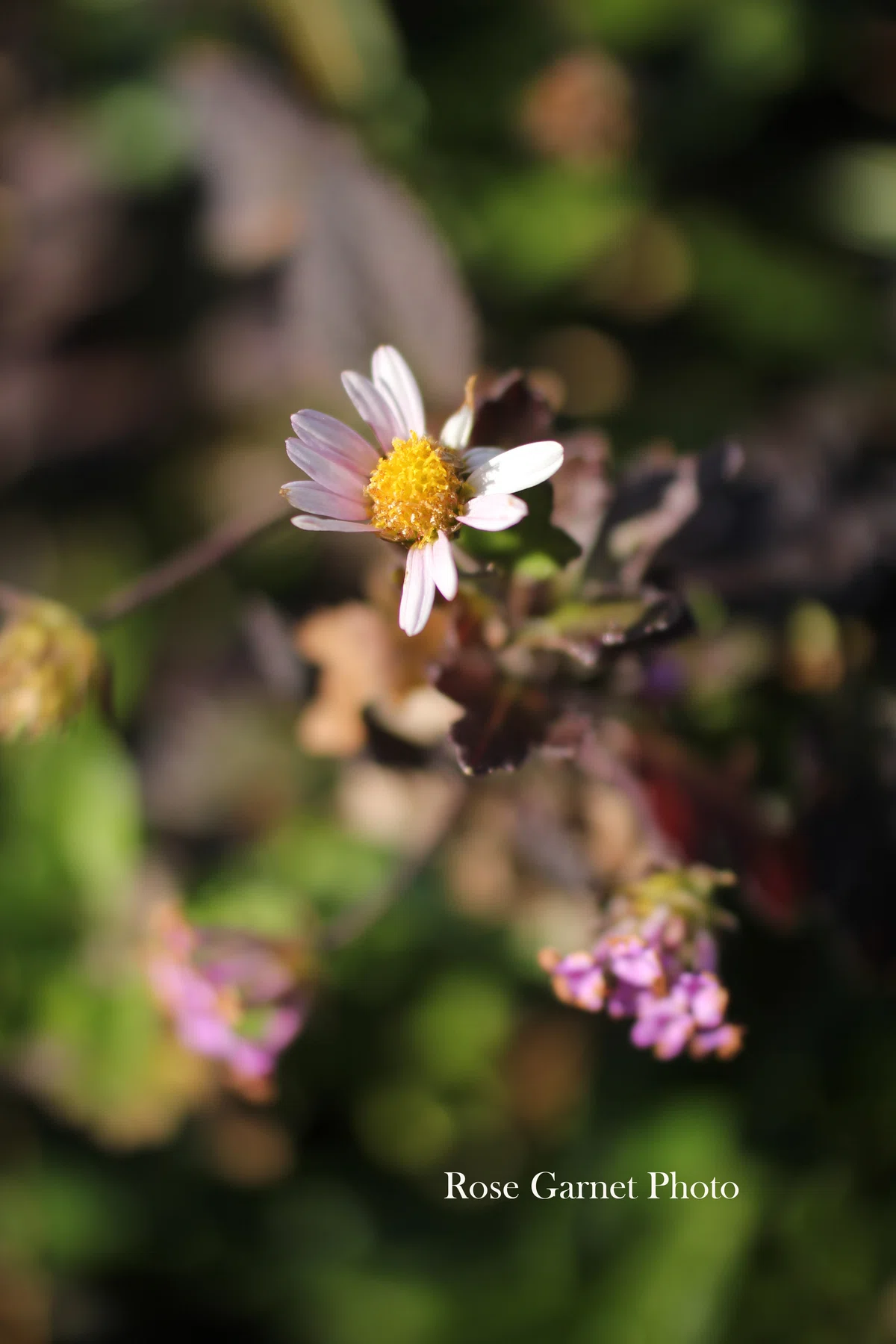 生気漲るものだけが、美しいわけではなくて:my photo|Rose Garnet