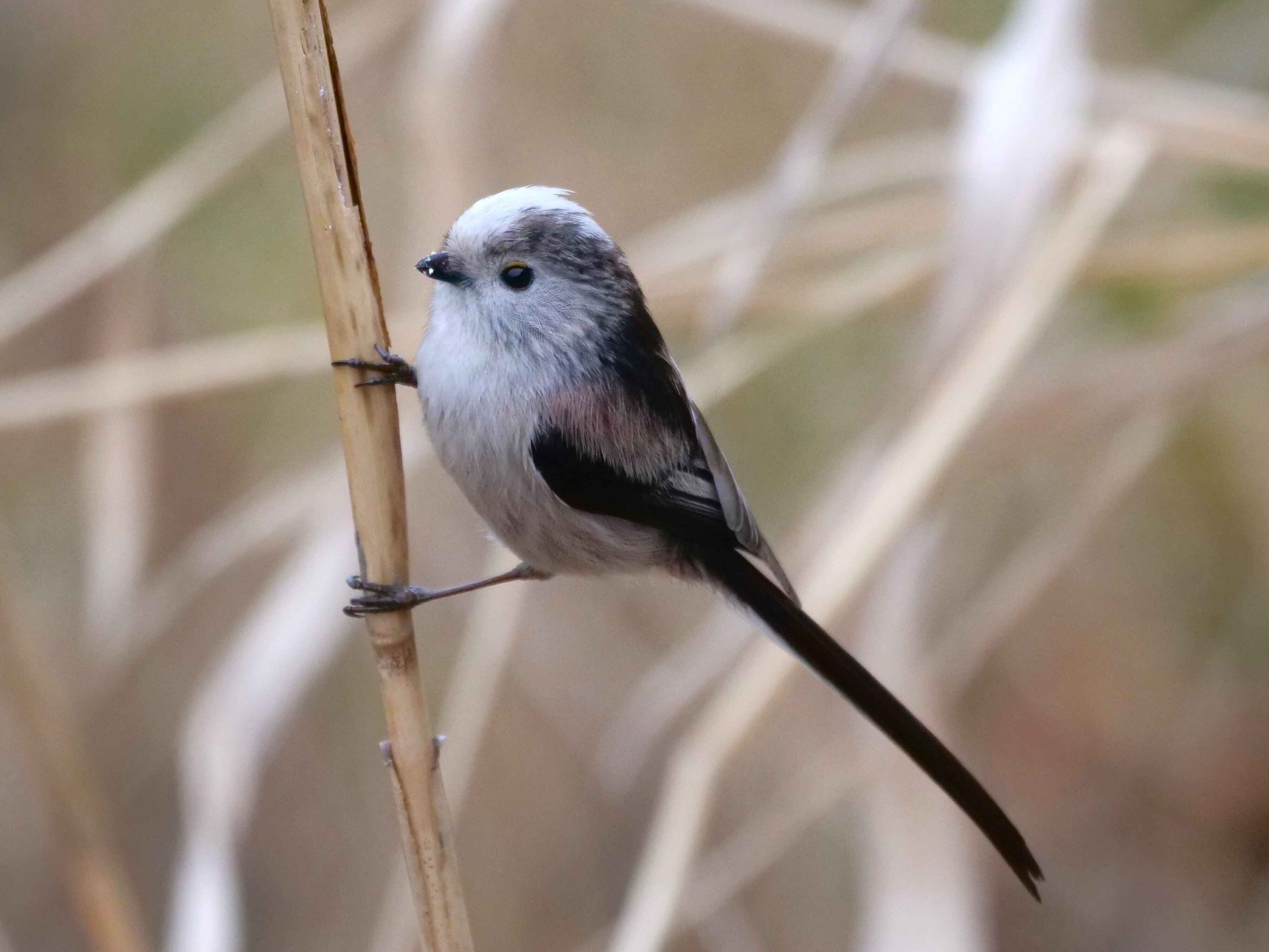 みどりかわページ トーキングへッズ公式 on X