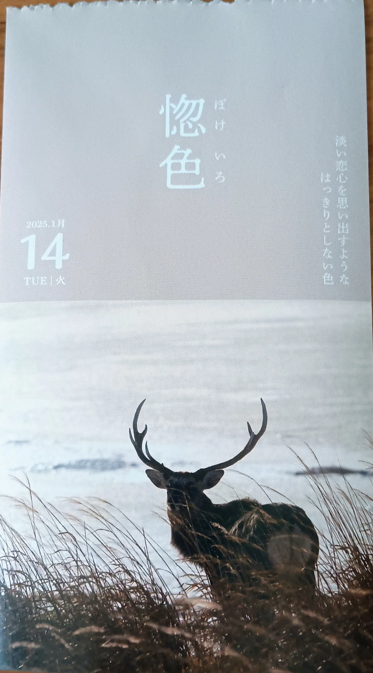 (1/13-1/19) Japanese Colors Daily Calendar｜shrim