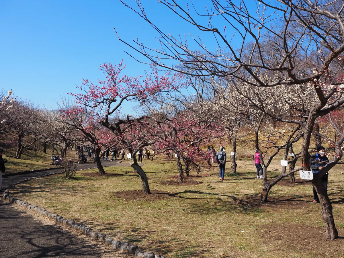 野梅! 梅の季節だ!横浜の梅を楽しもう|西沢
