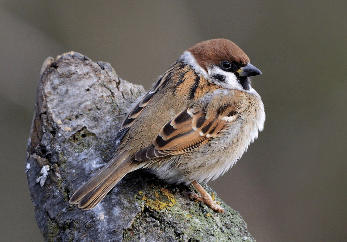 アメリカコガモのスタディバード　バードカービング　他2点 シカゴでバードウォッチング！】 American Tree Sparrow｜ローリー