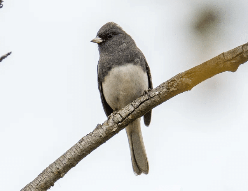 アメリカコガモのスタディバード　バードカービング　他2点 シカゴでバードウォッチング！】 American Tree Sparrow｜ローリー