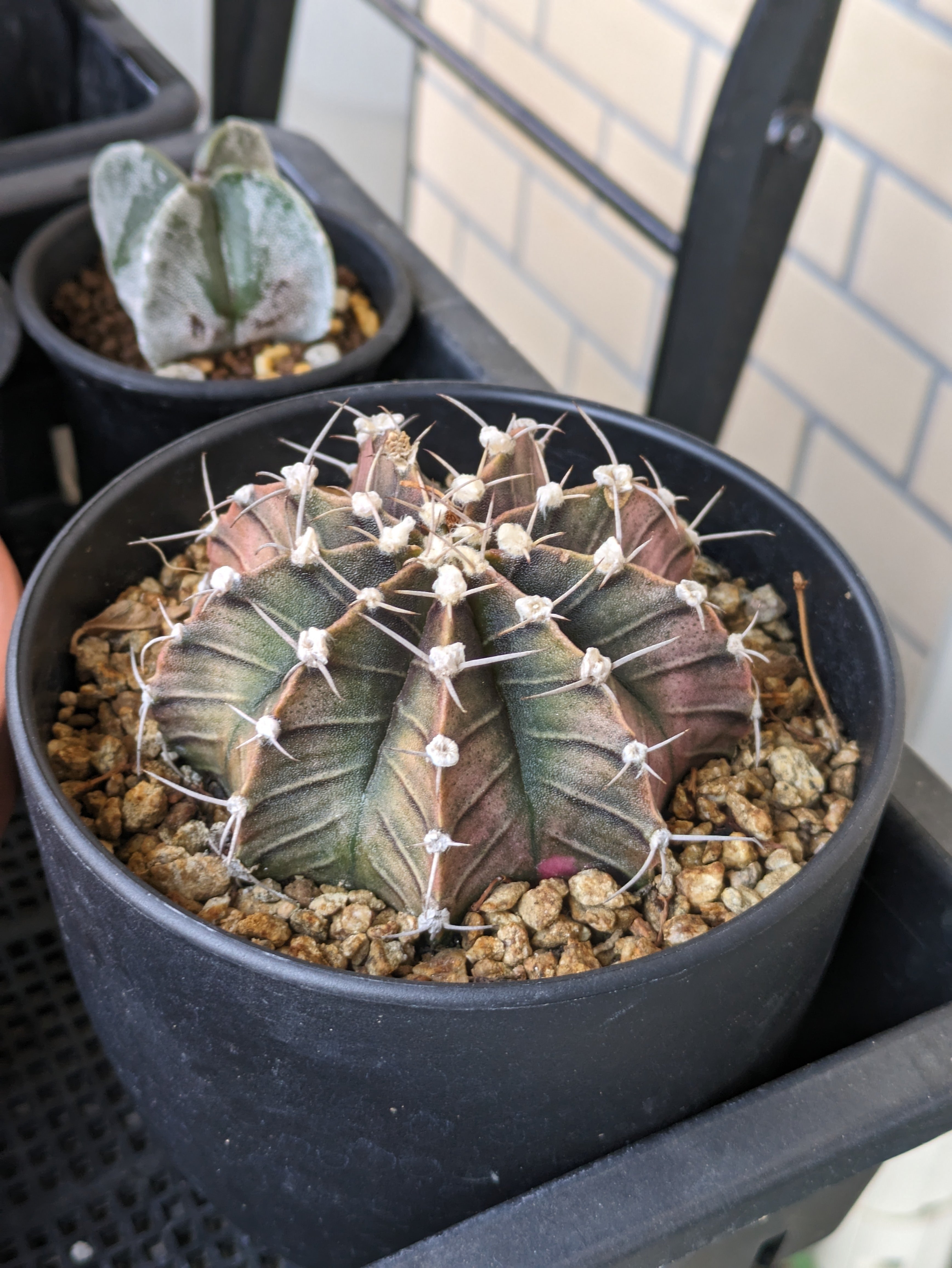 サボテンは屋外で越冬できる｜ワタナベ