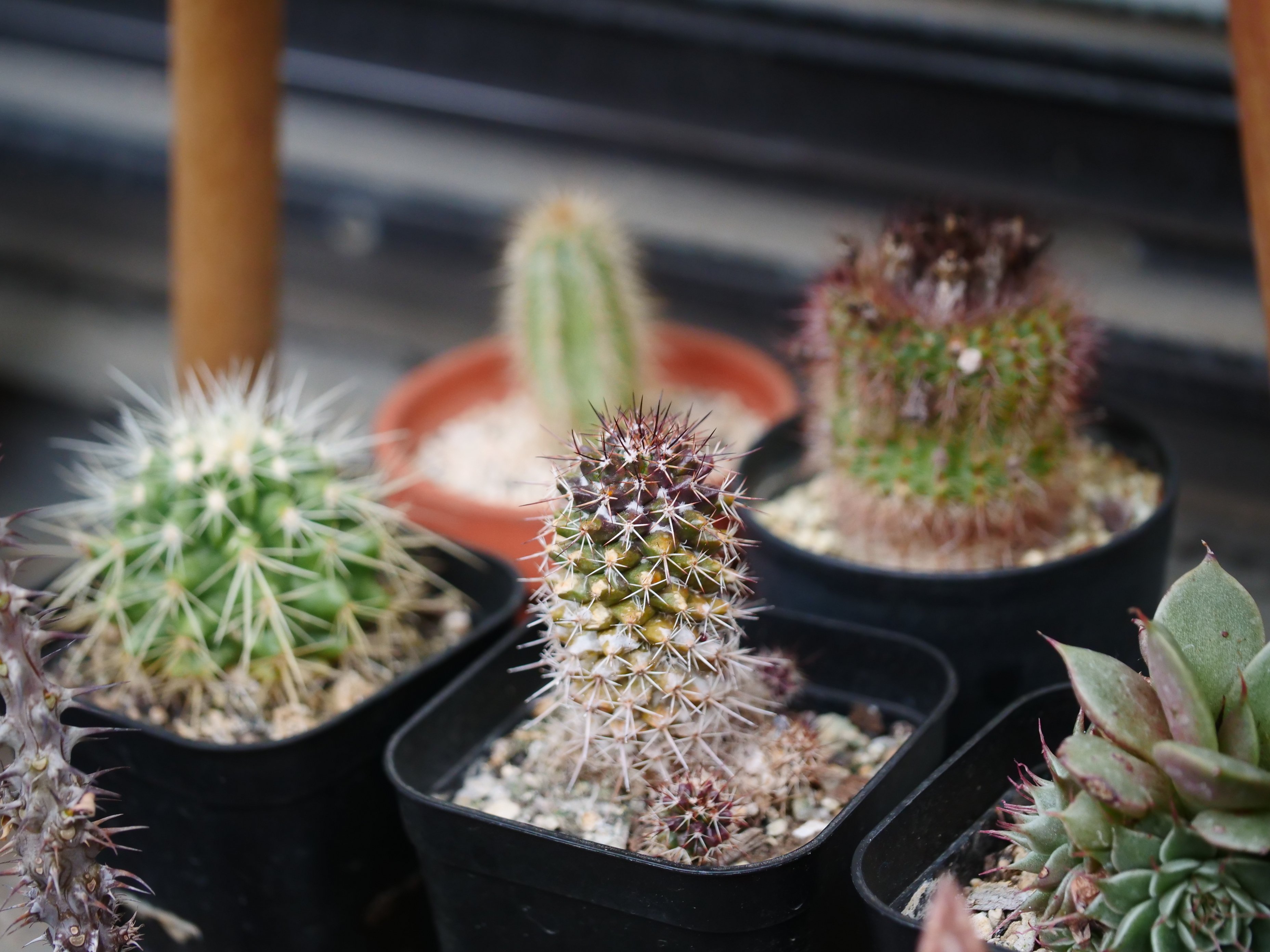 サボテンは屋外で越冬できる｜ワタナベ