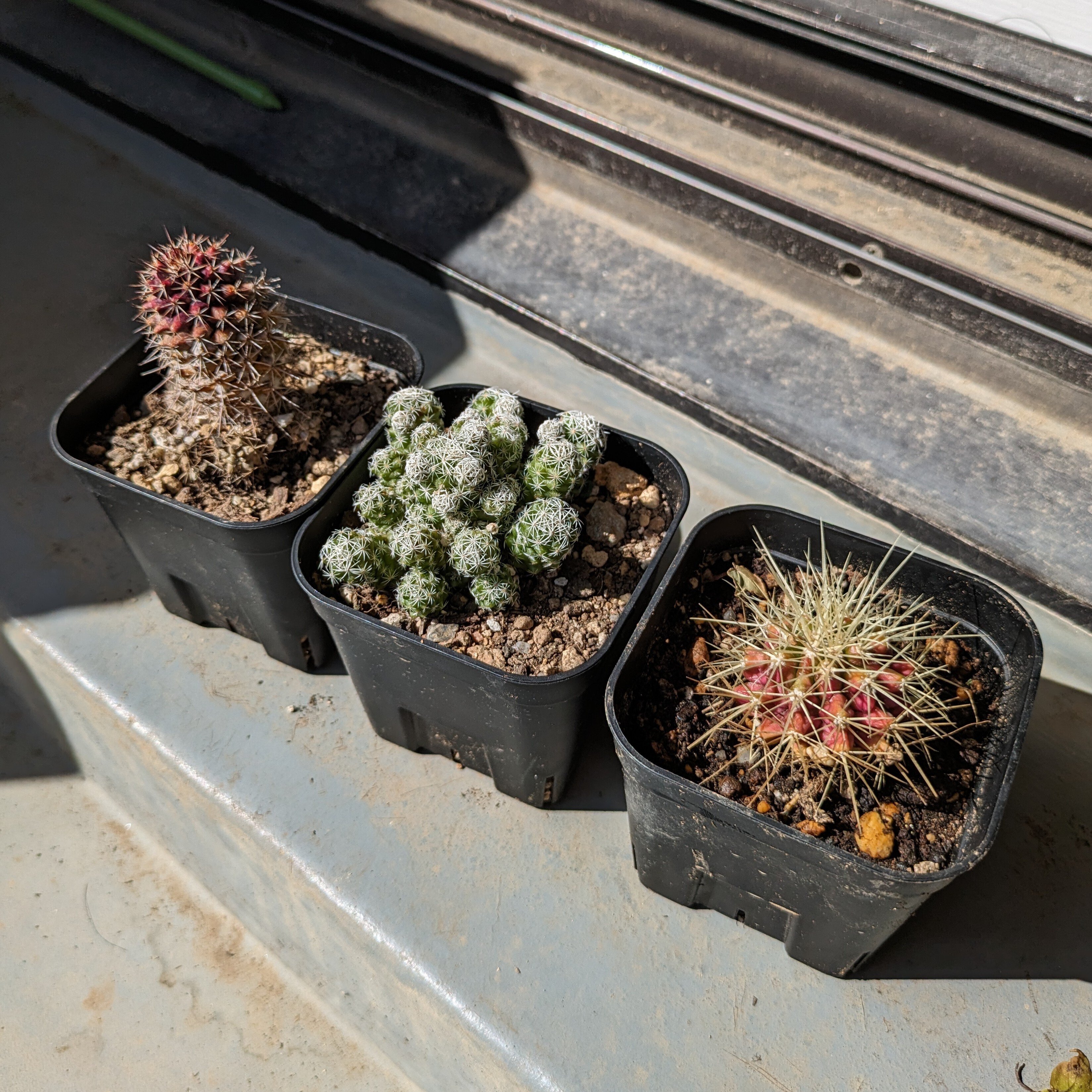 サボテンは屋外で越冬できる｜ワタナベ