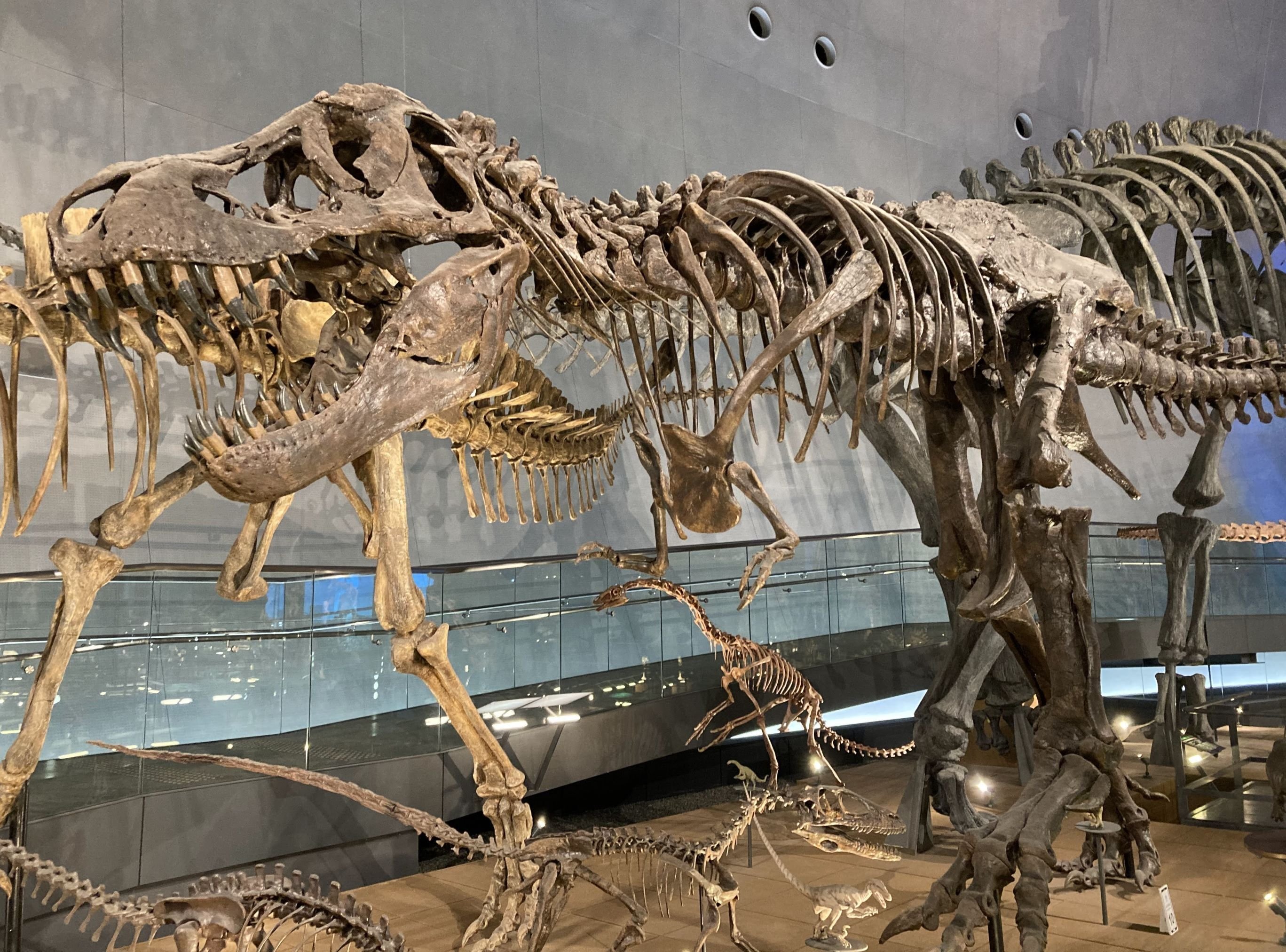 福井への旅（1）福井県立恐竜博物館 常設展示｜スナフキンの友達