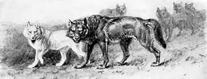 森の動物記 ビアンキ動物記 森の新聞 3冊セット 1982 1刷本 - メルカリ