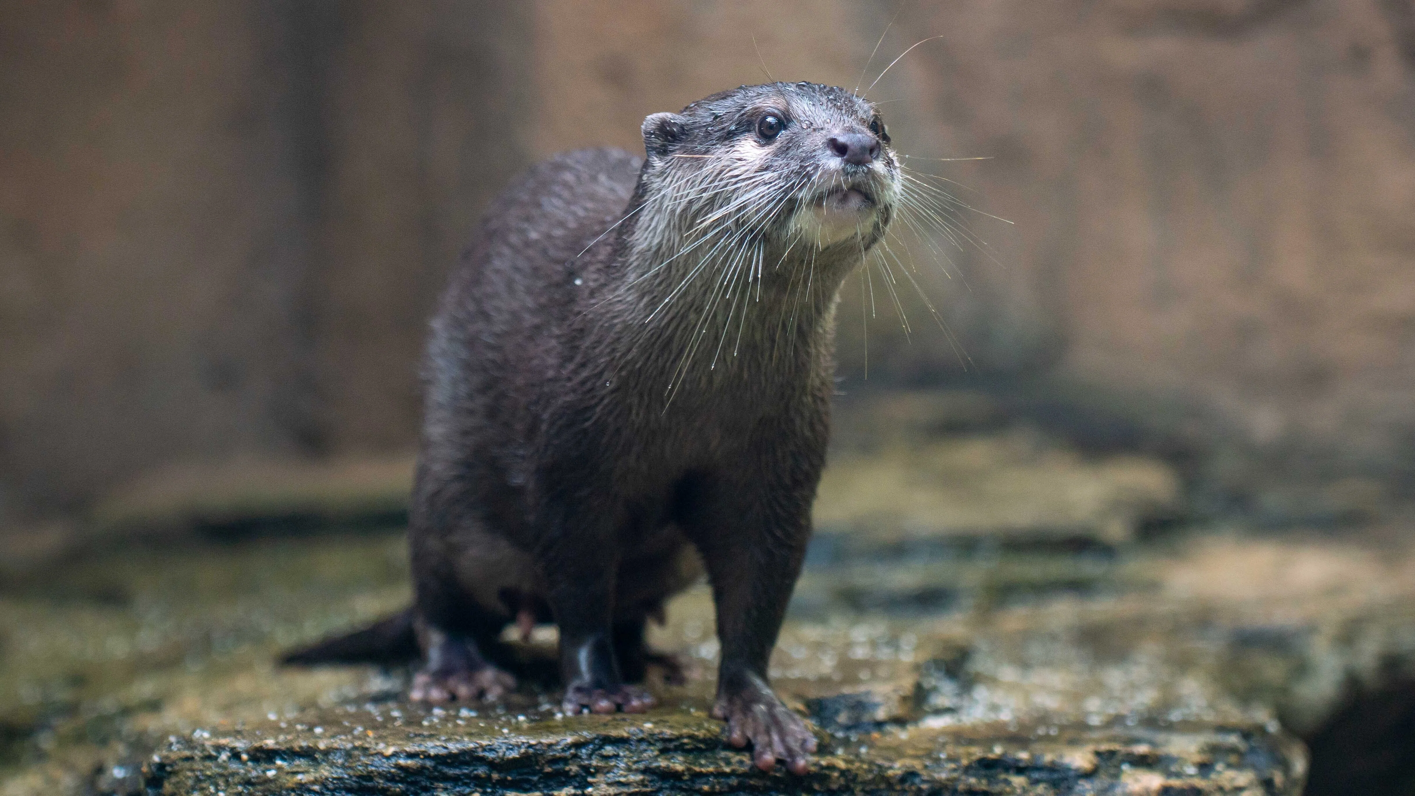 【動物園】 ZOOっとボルネオ」7つの動物園で共同でインスタライブ配信リレーを行い