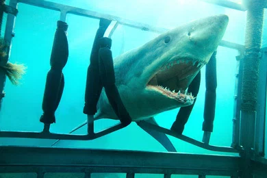 B級ホラー界の巨匠が最後に贈る“これぞエンタメ”な渾身の遺作！夢の